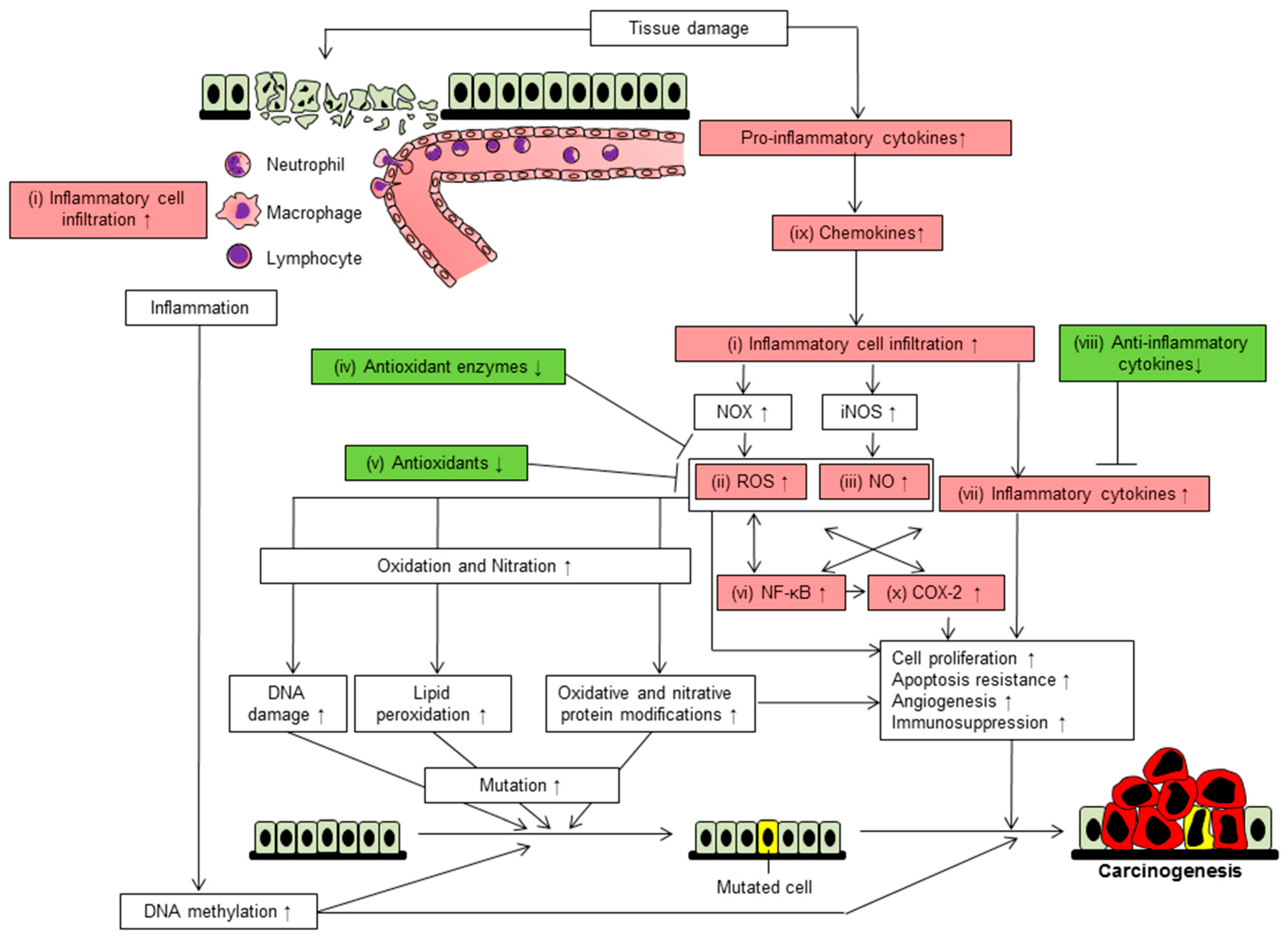 Ijms 18 00867 g003 Ijms 18 00867 g003