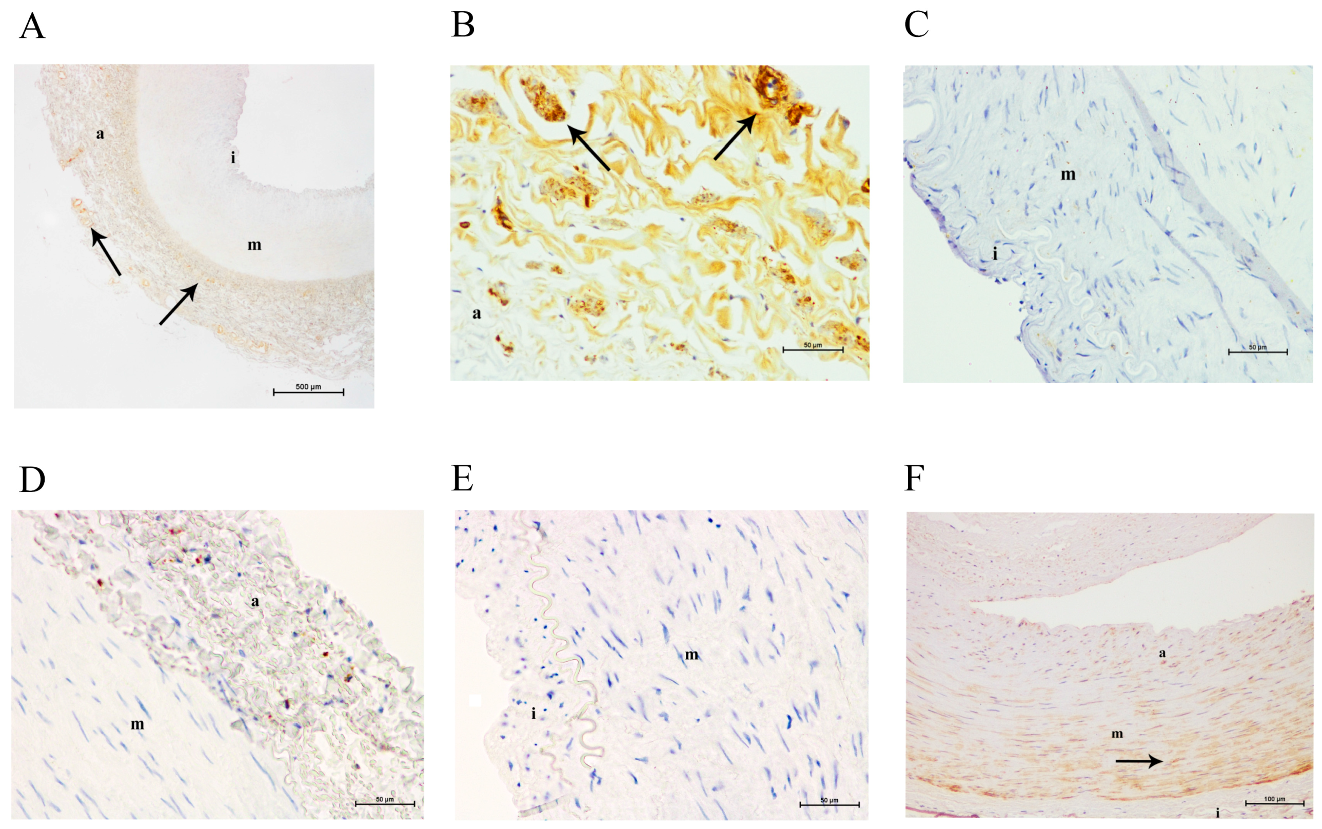 Ijms 18 00973 g001