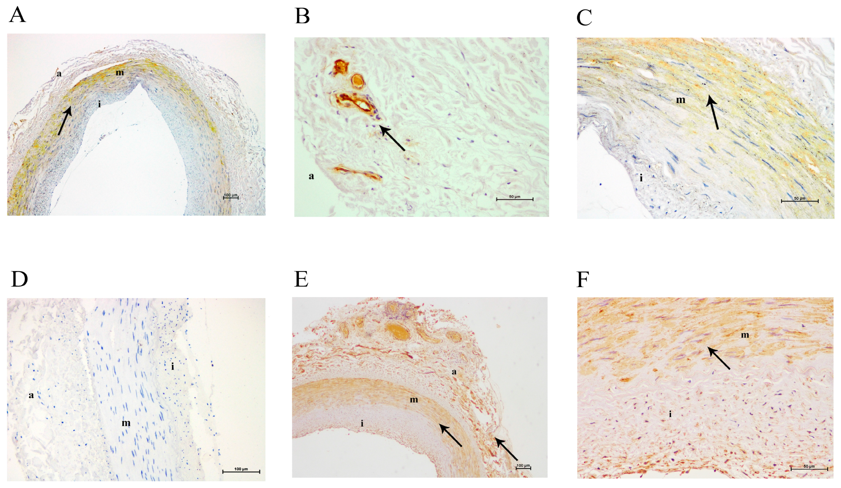 Ijms 18 00973 g002