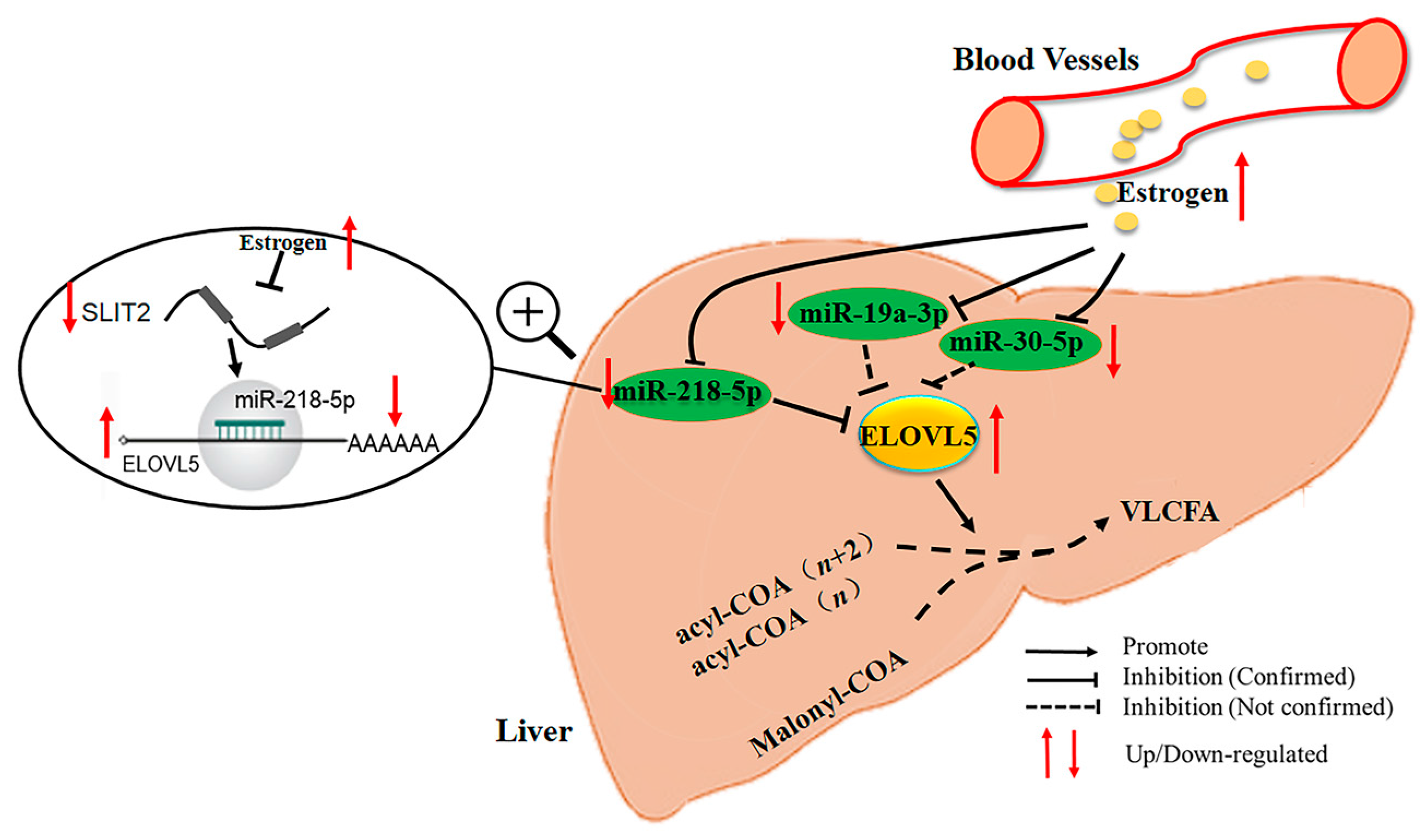 Ijms 18 01405 g007