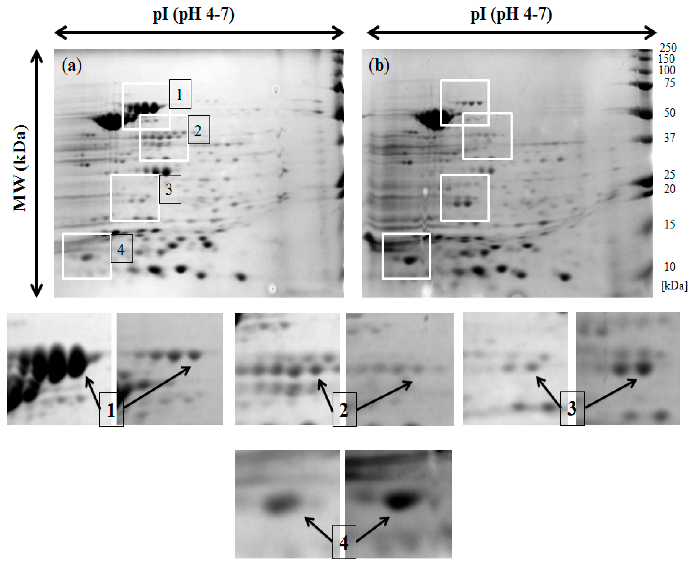 Ijms 18 01459 g001 Ijms 18 01459 g001