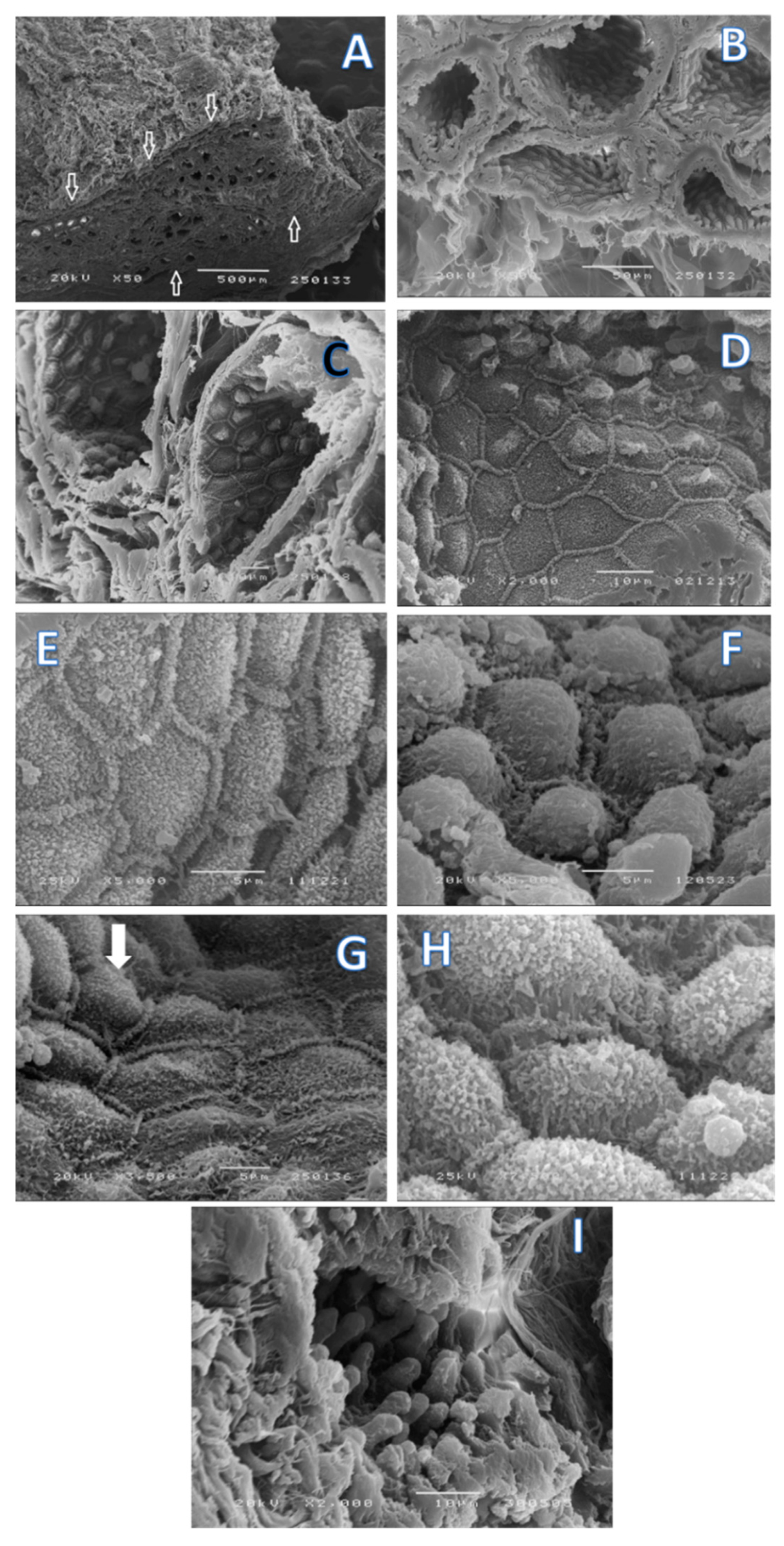 Ijms 18 01516 g003 Ijms 18 01516 g003