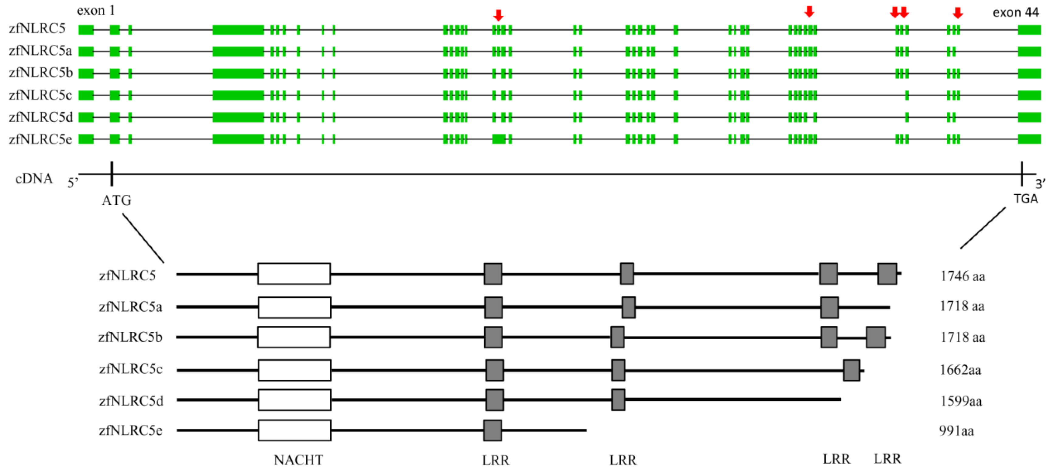 Ijms 18 01530 g002