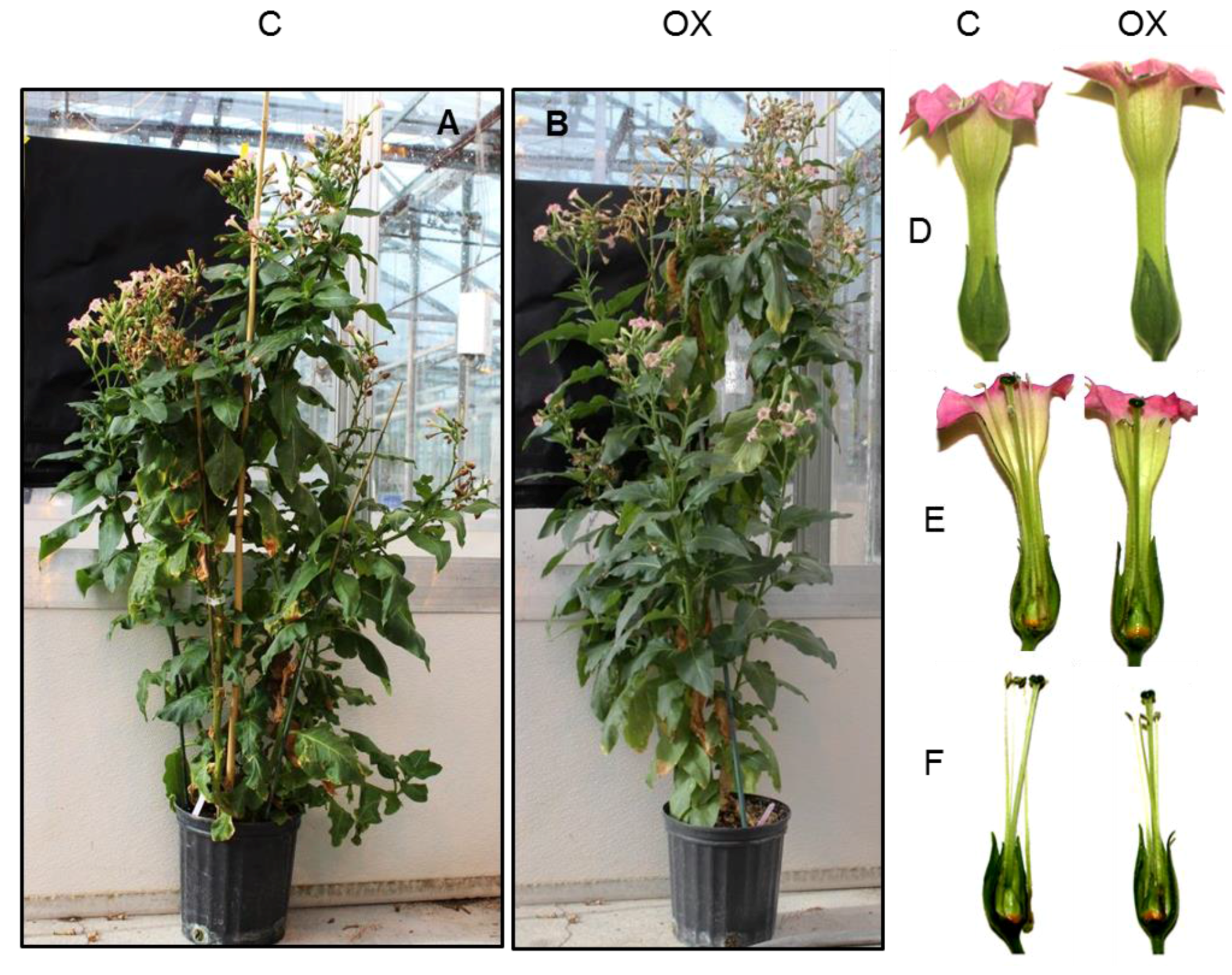 Ijms 18 01533 g001 Ijms 18 01533 g001