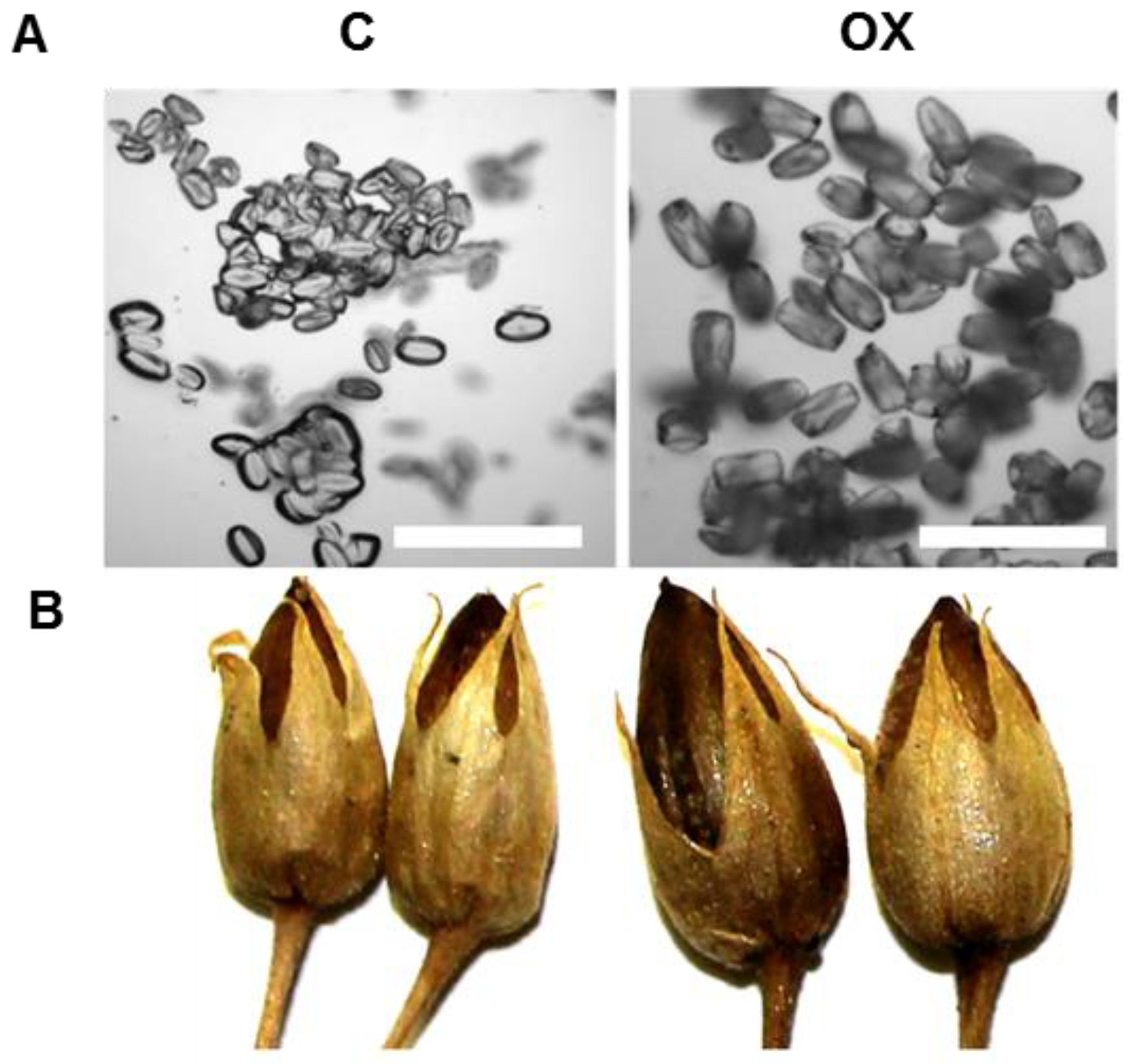 Ijms 18 01533 g002 Ijms 18 01533 g002