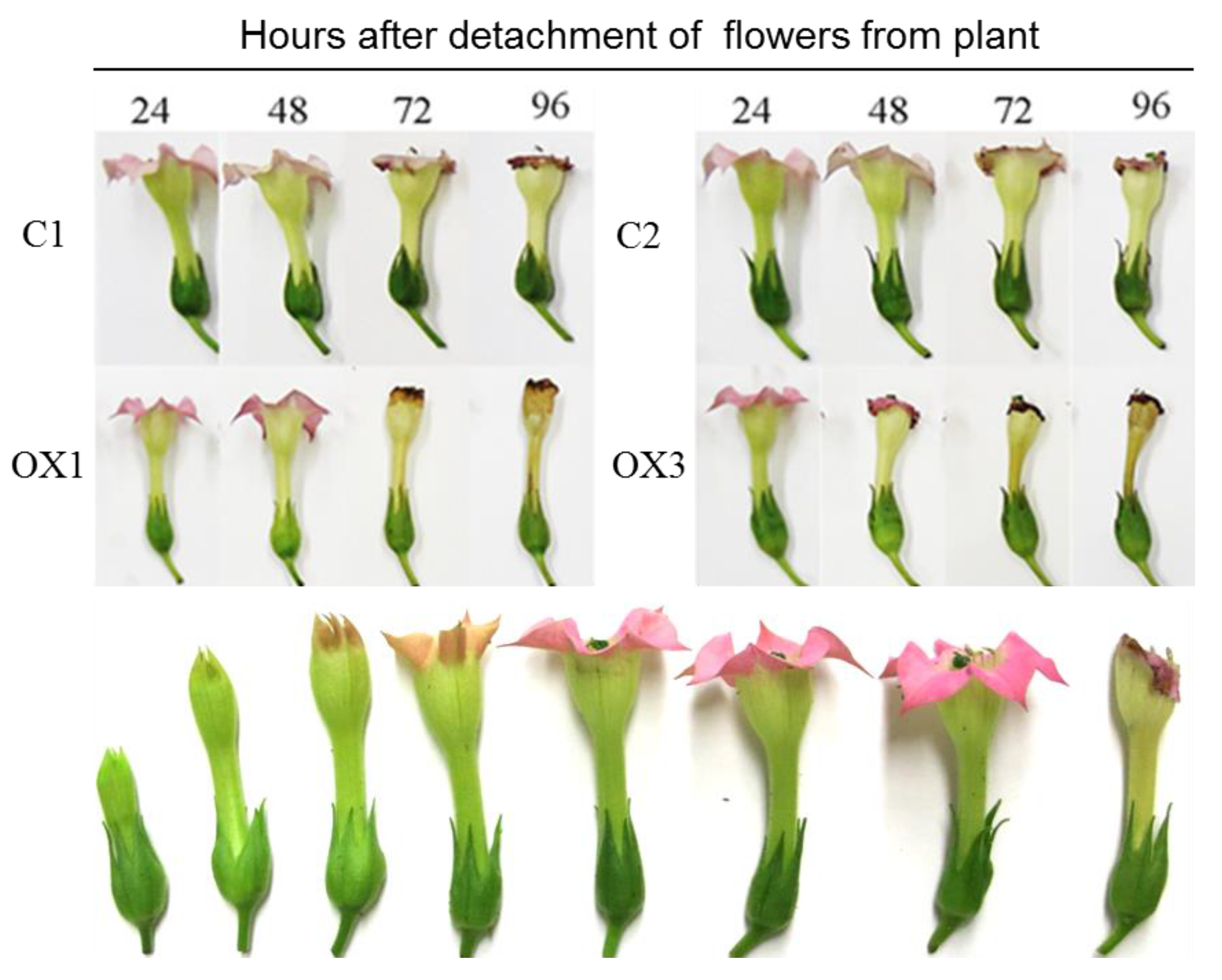 Ijms 18 01533 g004 Ijms 18 01533 g004