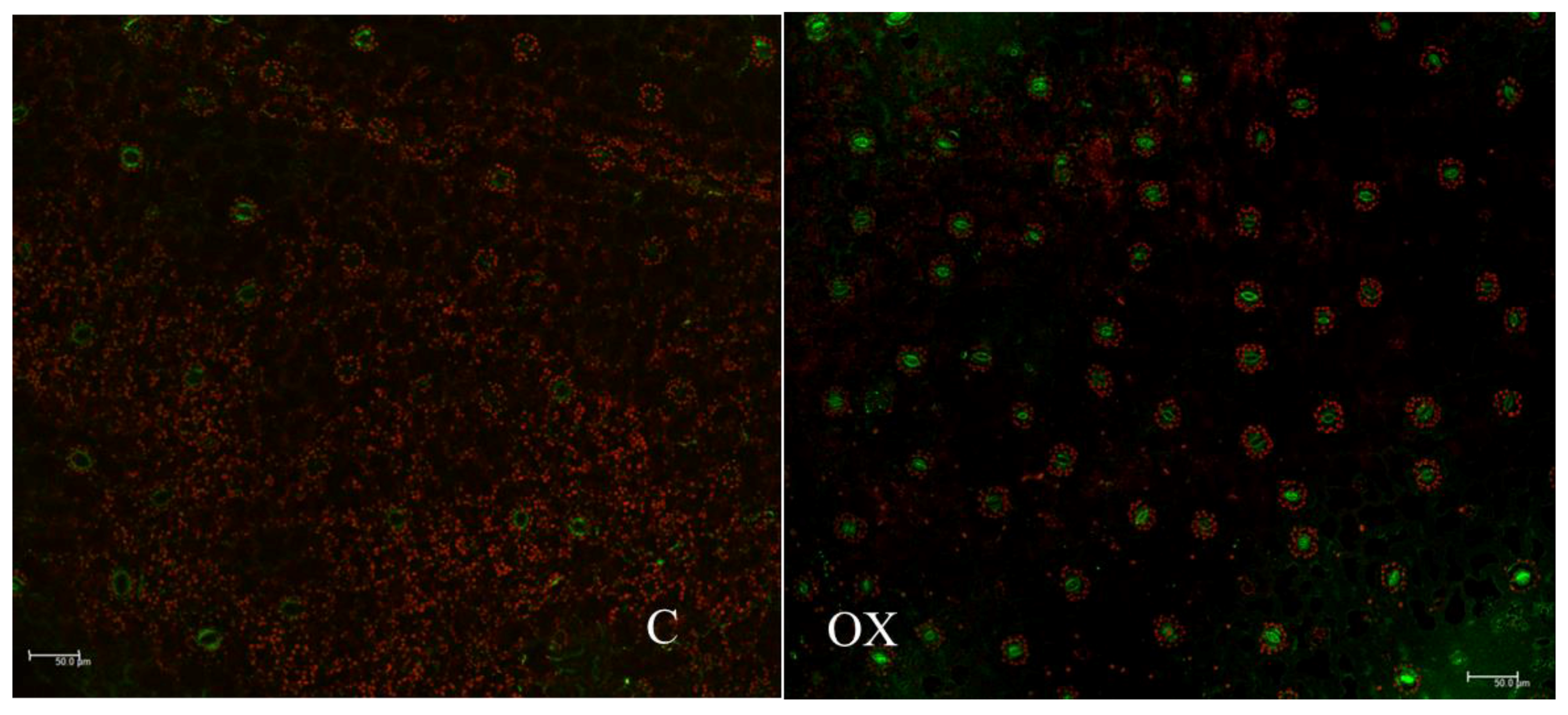 Ijms 18 01533 g008 Ijms 18 01533 g008