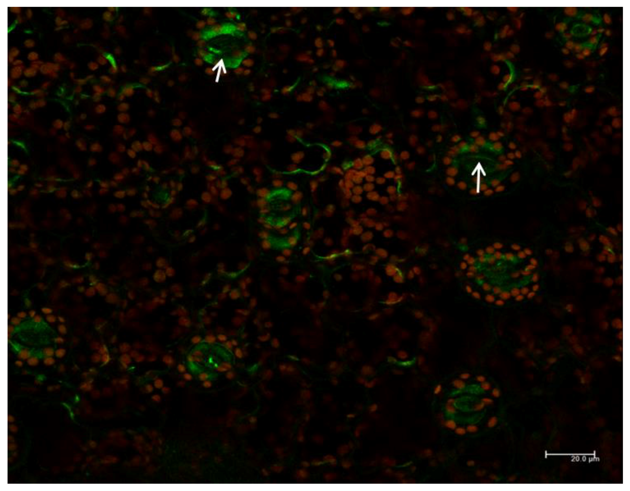 Ijms 18 01533 g009 Ijms 18 01533 g009