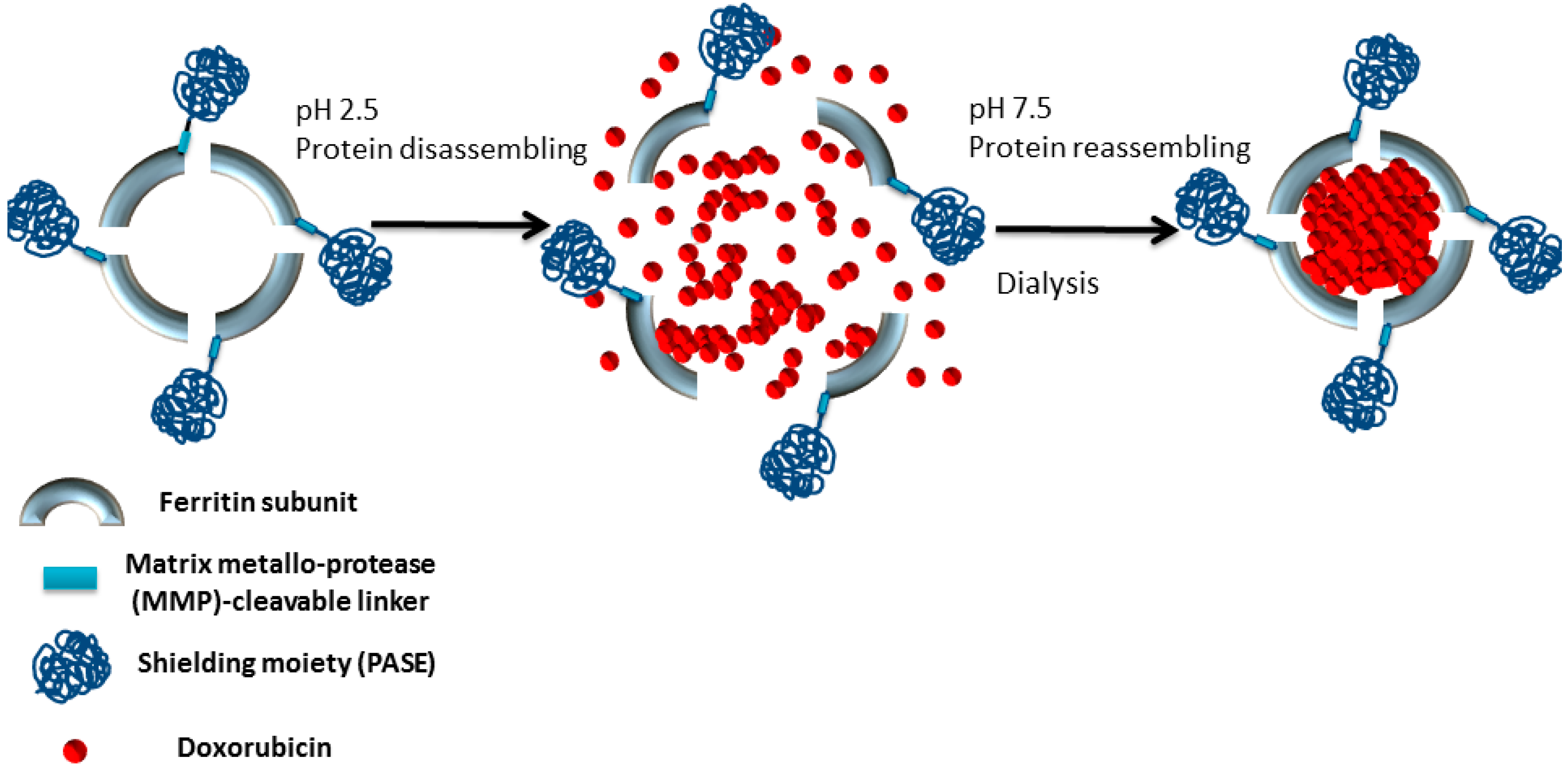 Ijms 18 01555 sch001