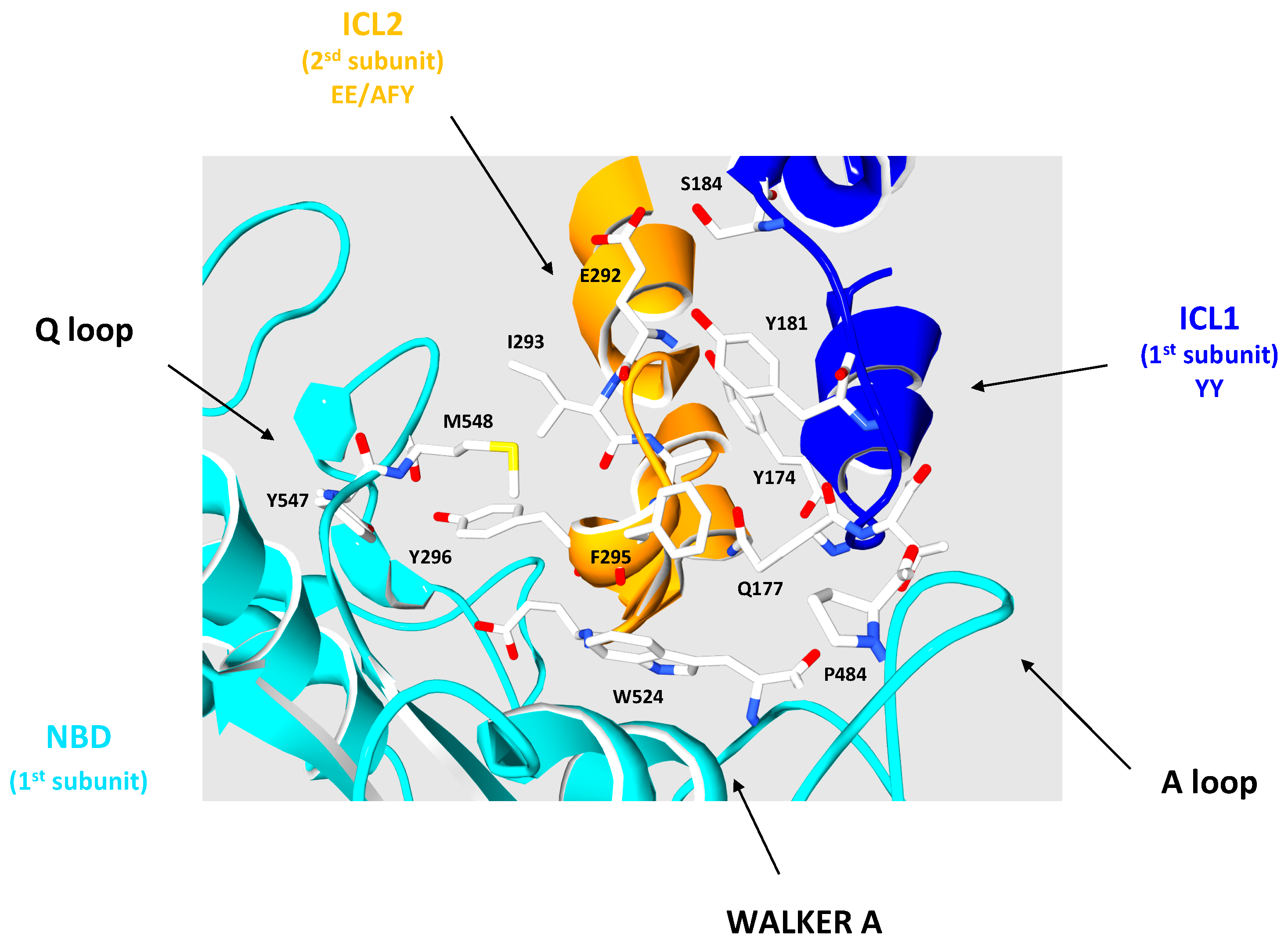 Ijms 18 01593 g004