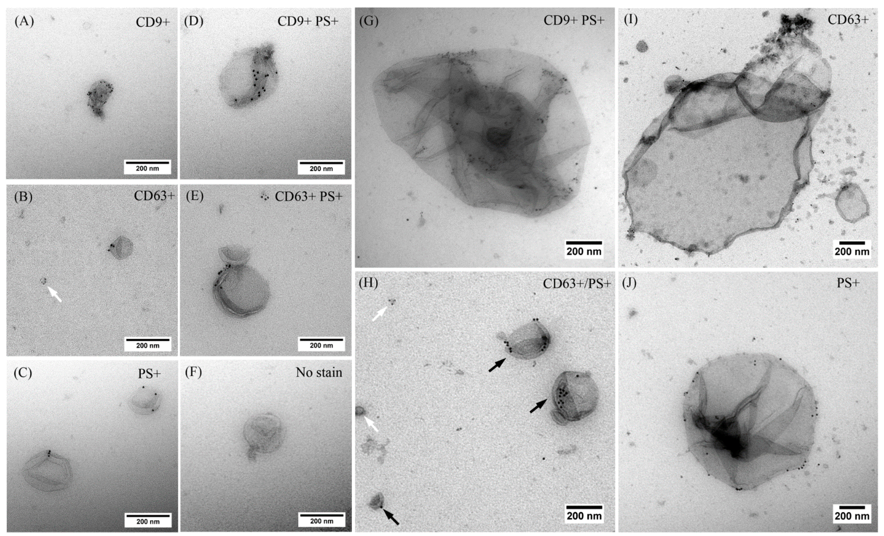 Ijms 18 01610 g002 Ijms 18 01610 g002