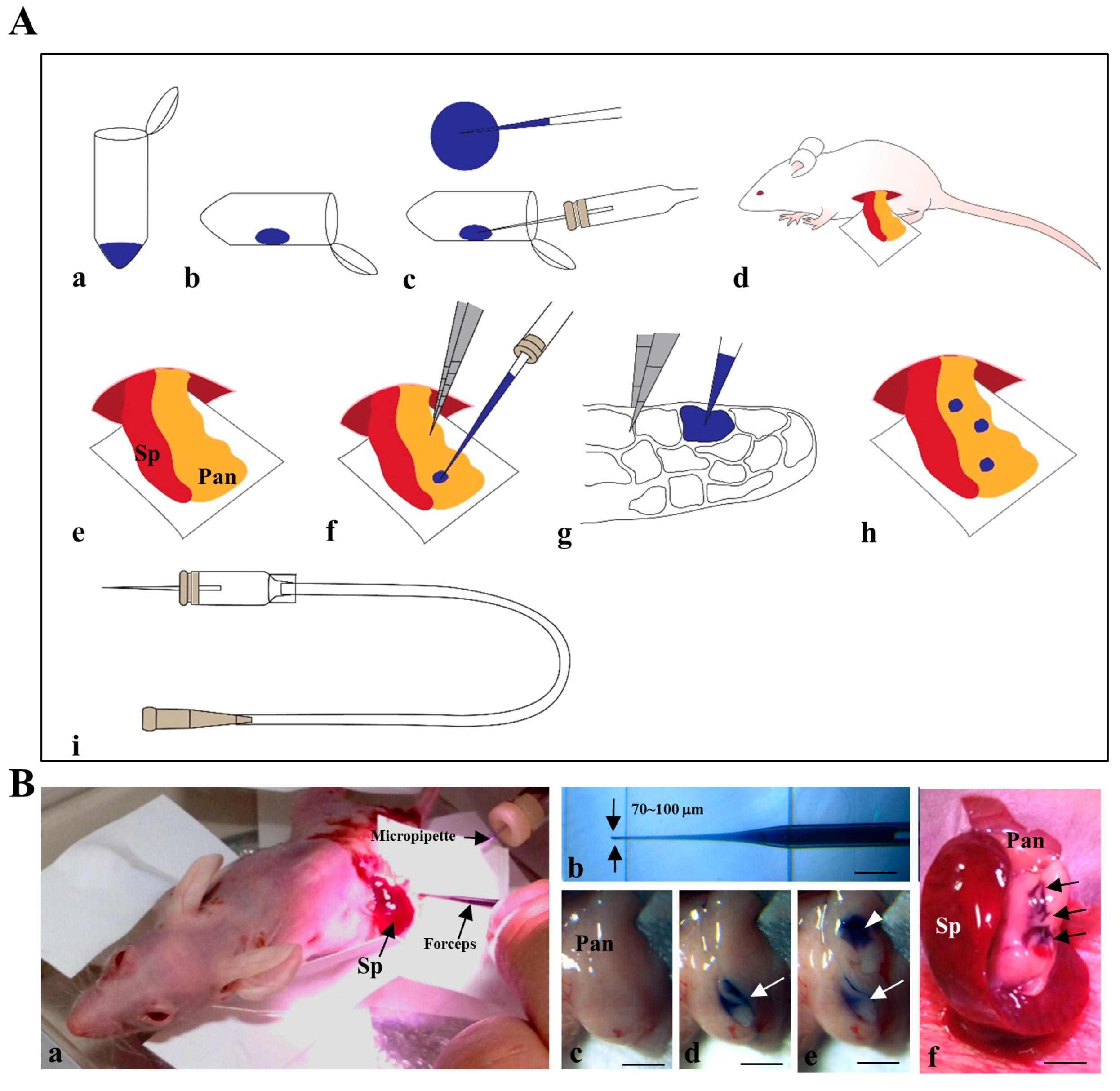 Ijms 18 01678 g001 Ijms 18 01678 g001