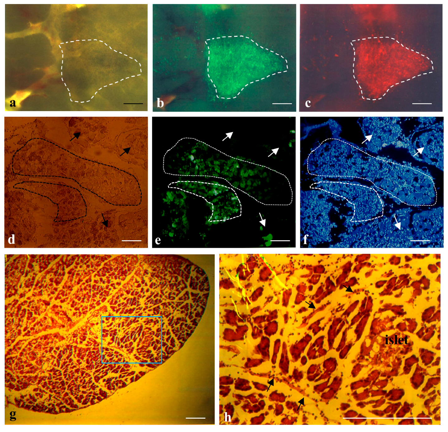 Ijms 18 01678 g002 Ijms 18 01678 g002