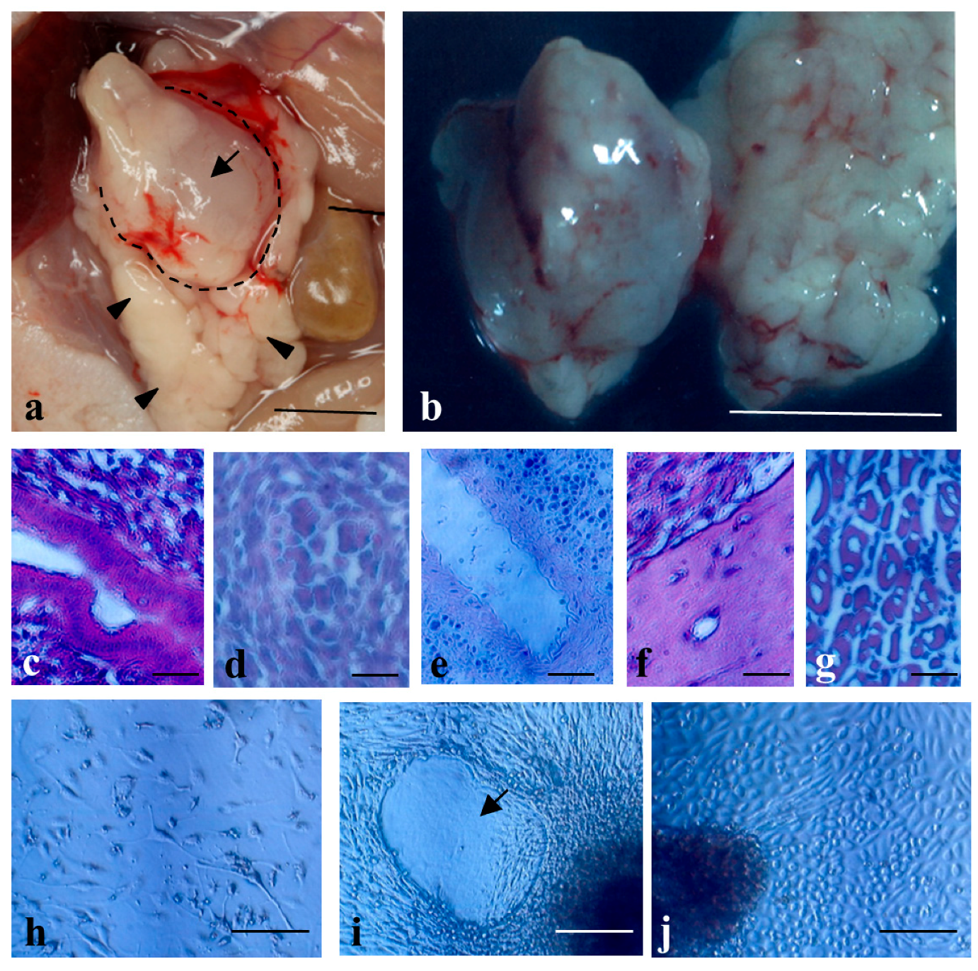 Ijms 18 01678 g004 Ijms 18 01678 g004