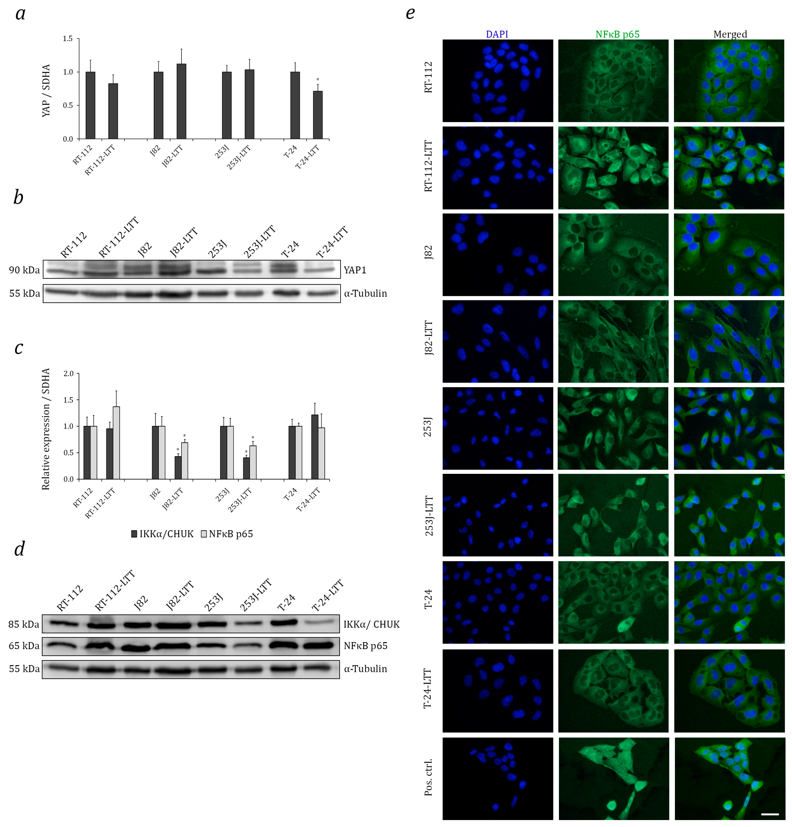 Ijms 18 01680 g005