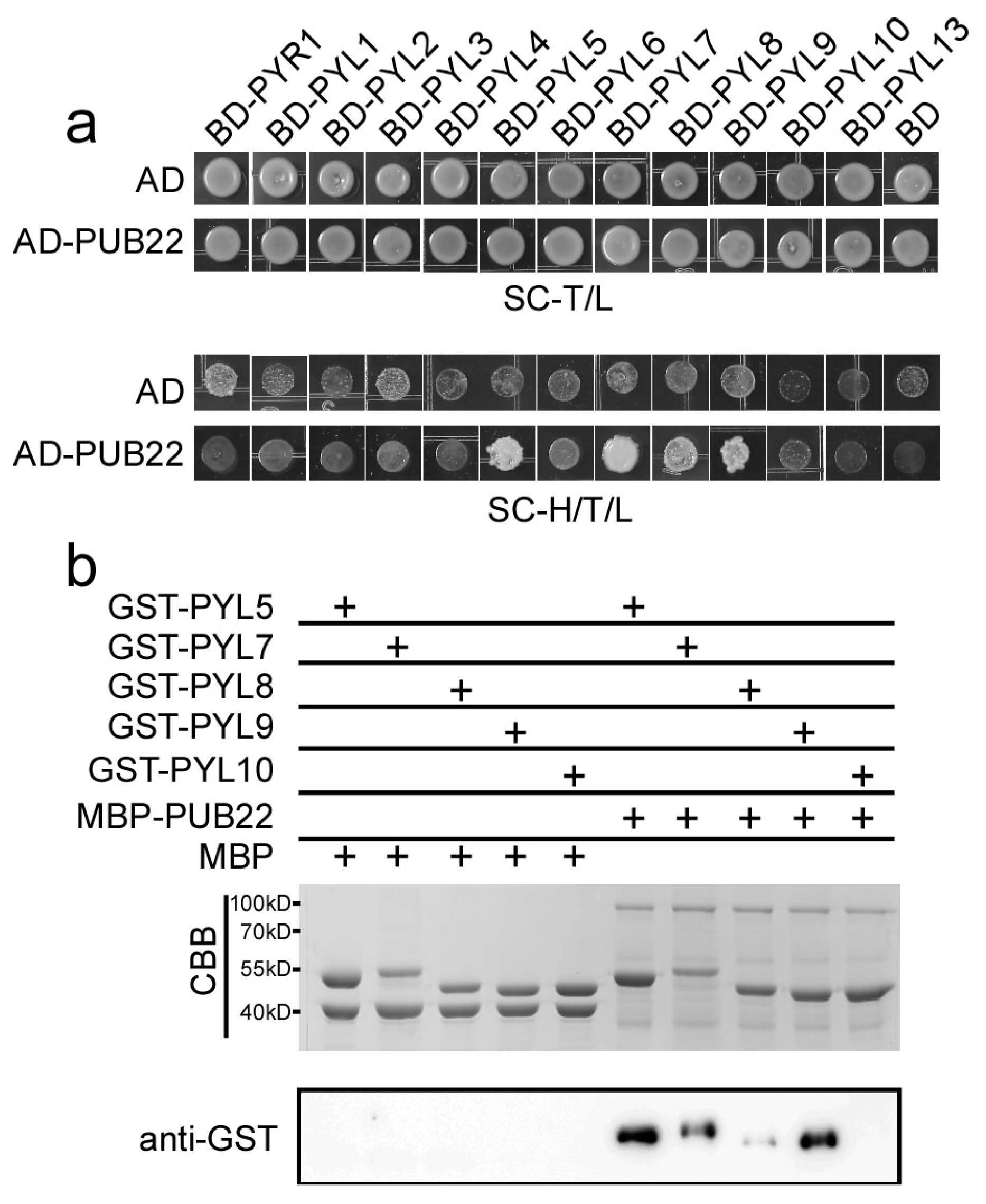 Ijms 18 01841 g007
