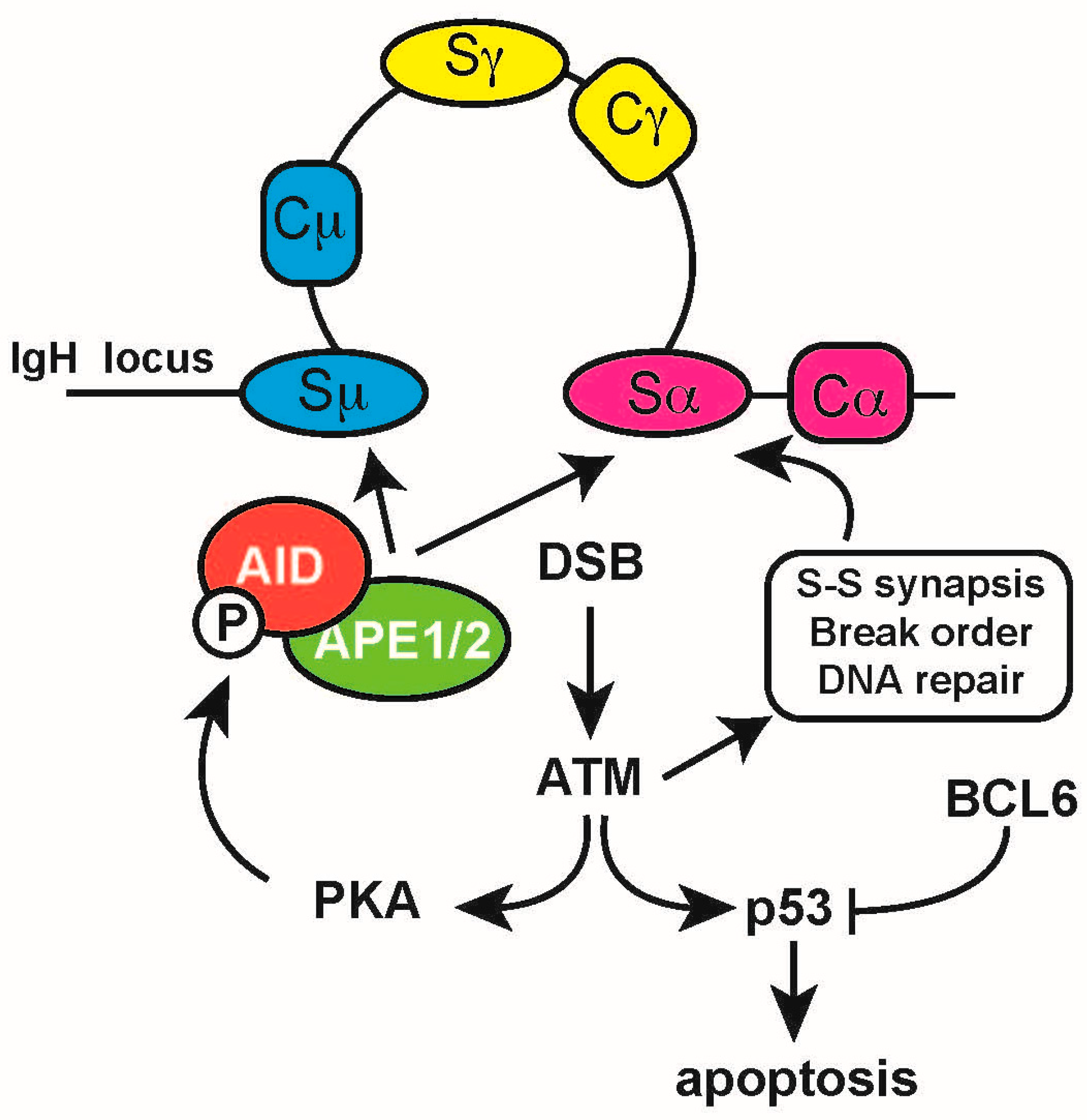 Ijms 18 01876 g006 Ijms 18 01876 g006