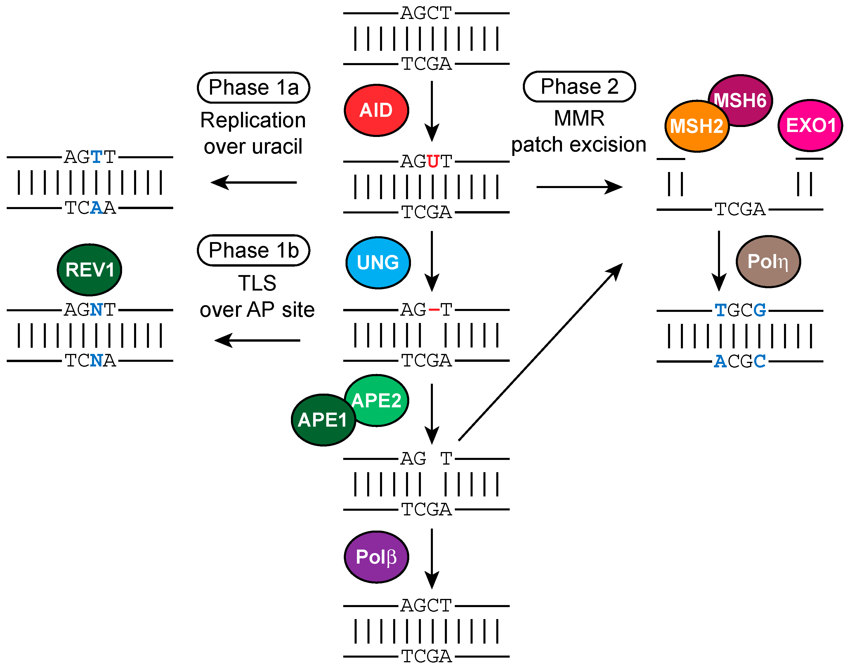 Ijms 18 01876 g007 Ijms 18 01876 g007