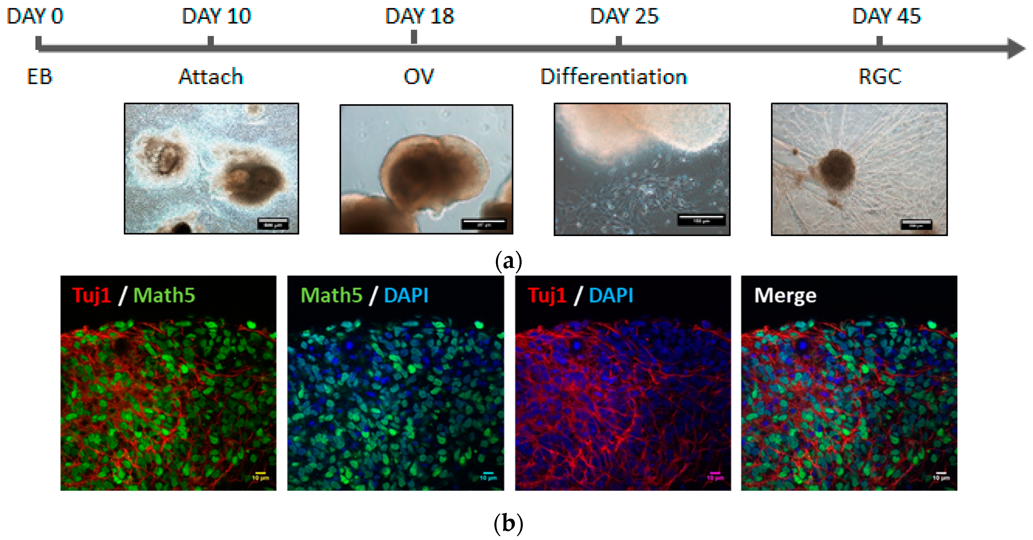 Ijms 18 02013 g001a Ijms 18 02013 g001a