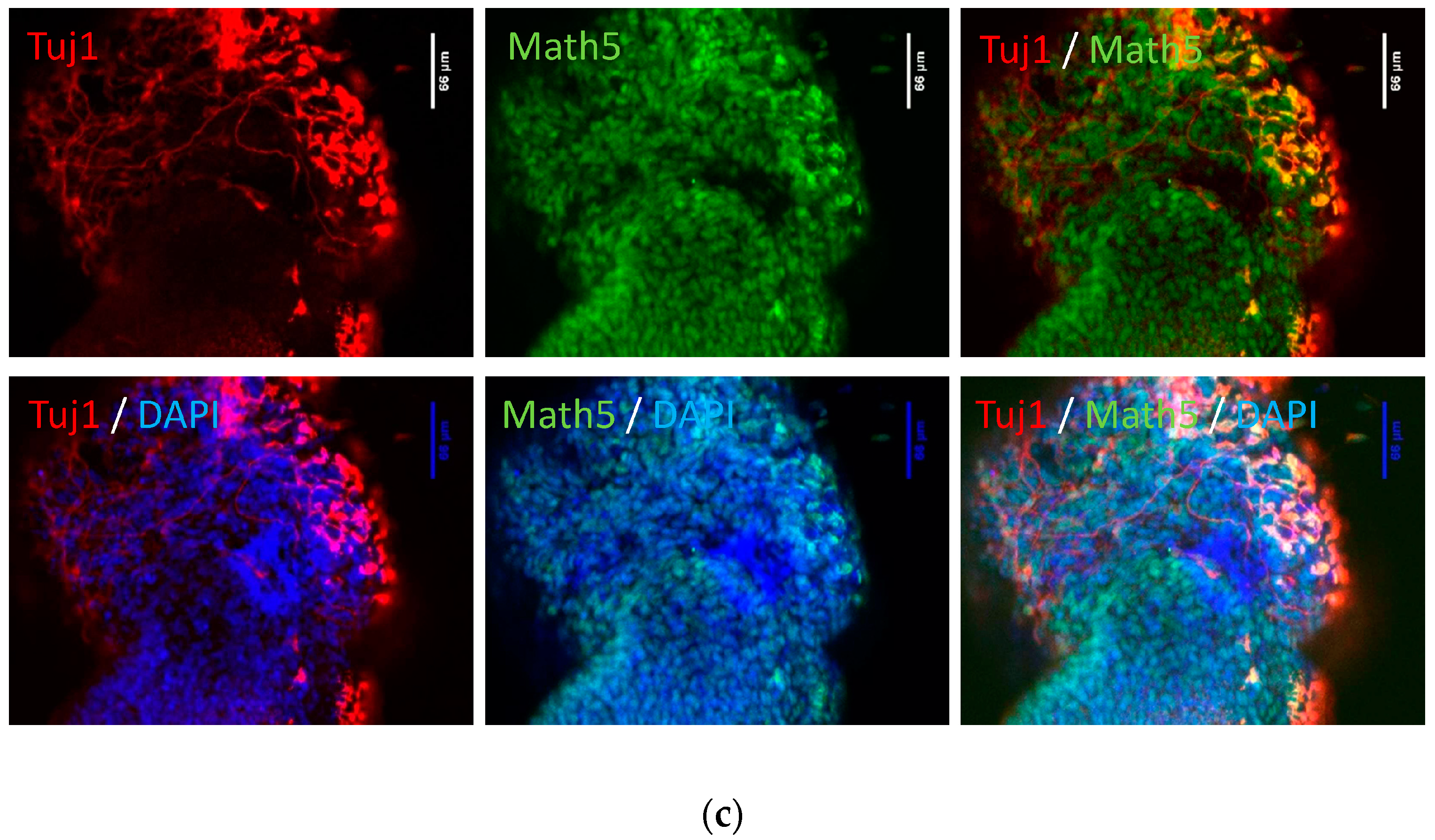 Ijms 18 02013 g001b Ijms 18 02013 g001b