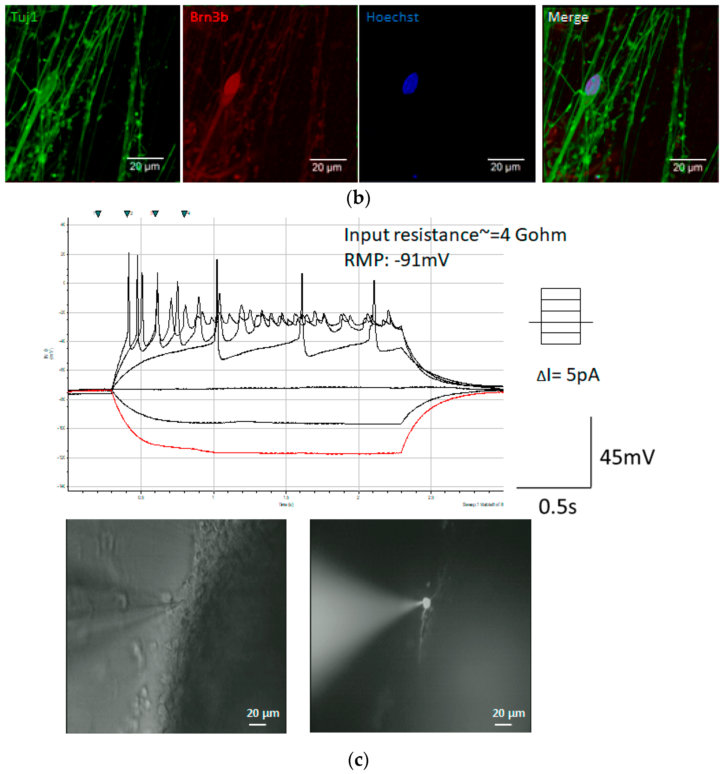 Ijms 18 02013 g002b Ijms 18 02013 g002b