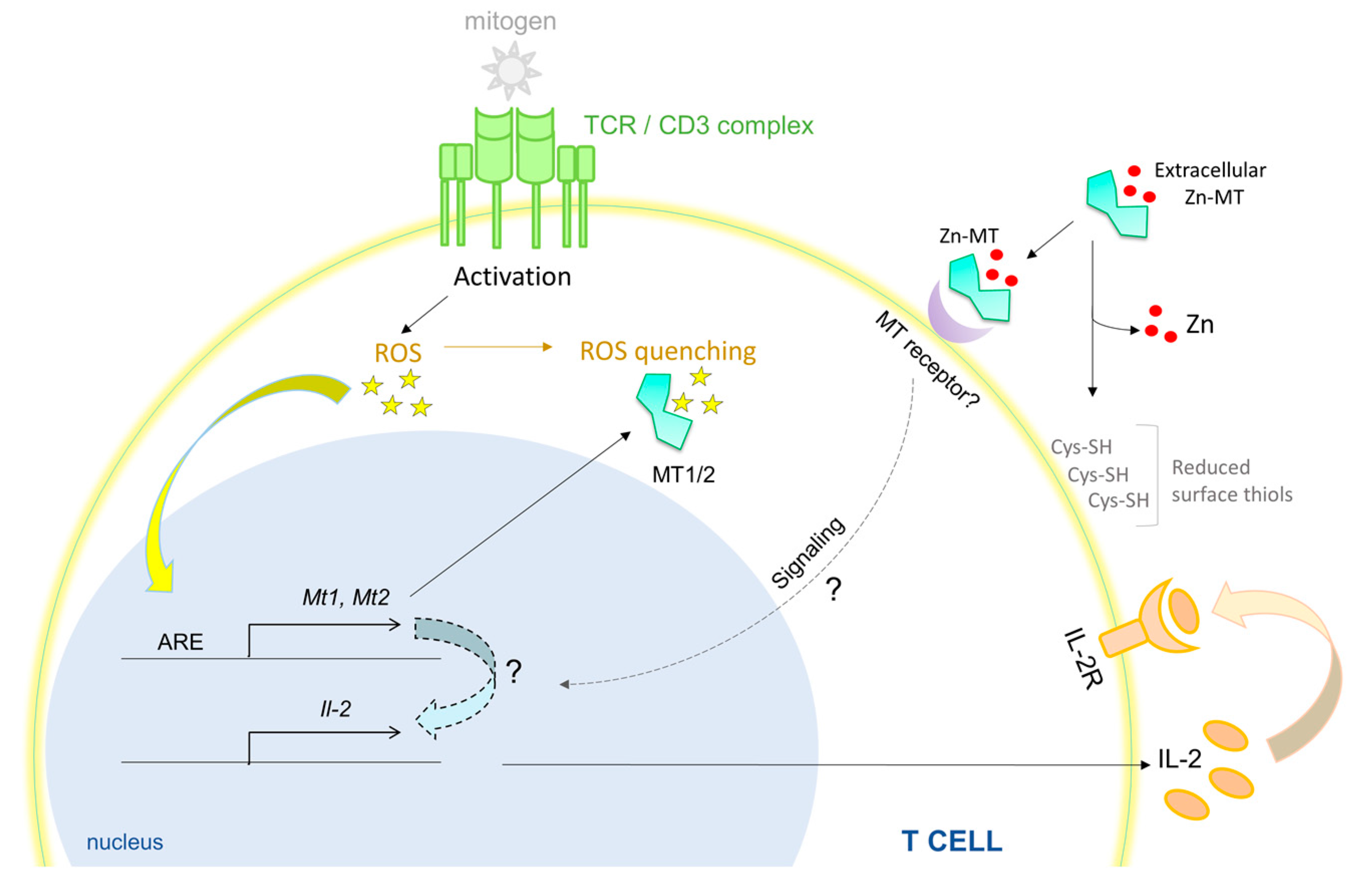Ijms 18 02197 g001 Ijms 18 02197 g001