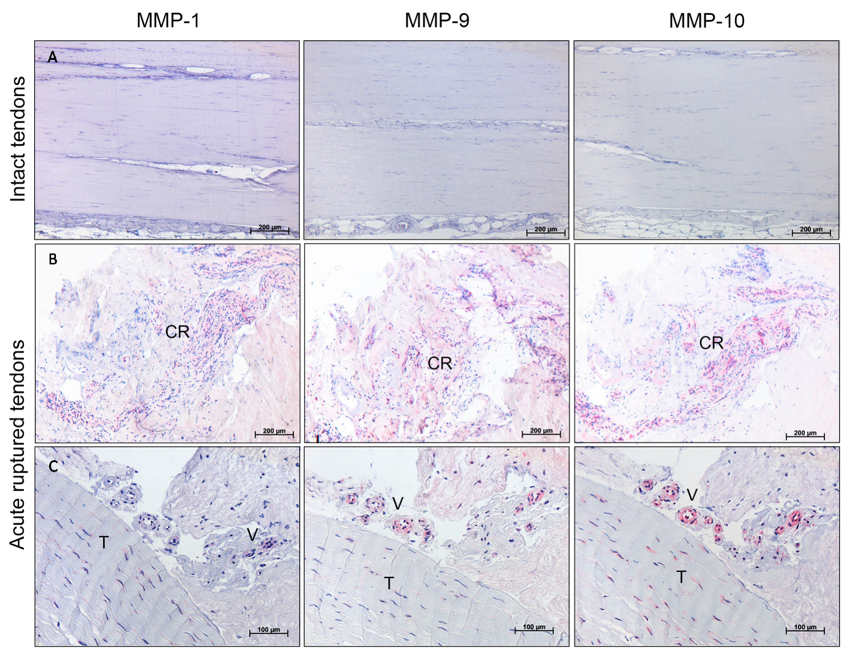 Ijms 18 02199 g005