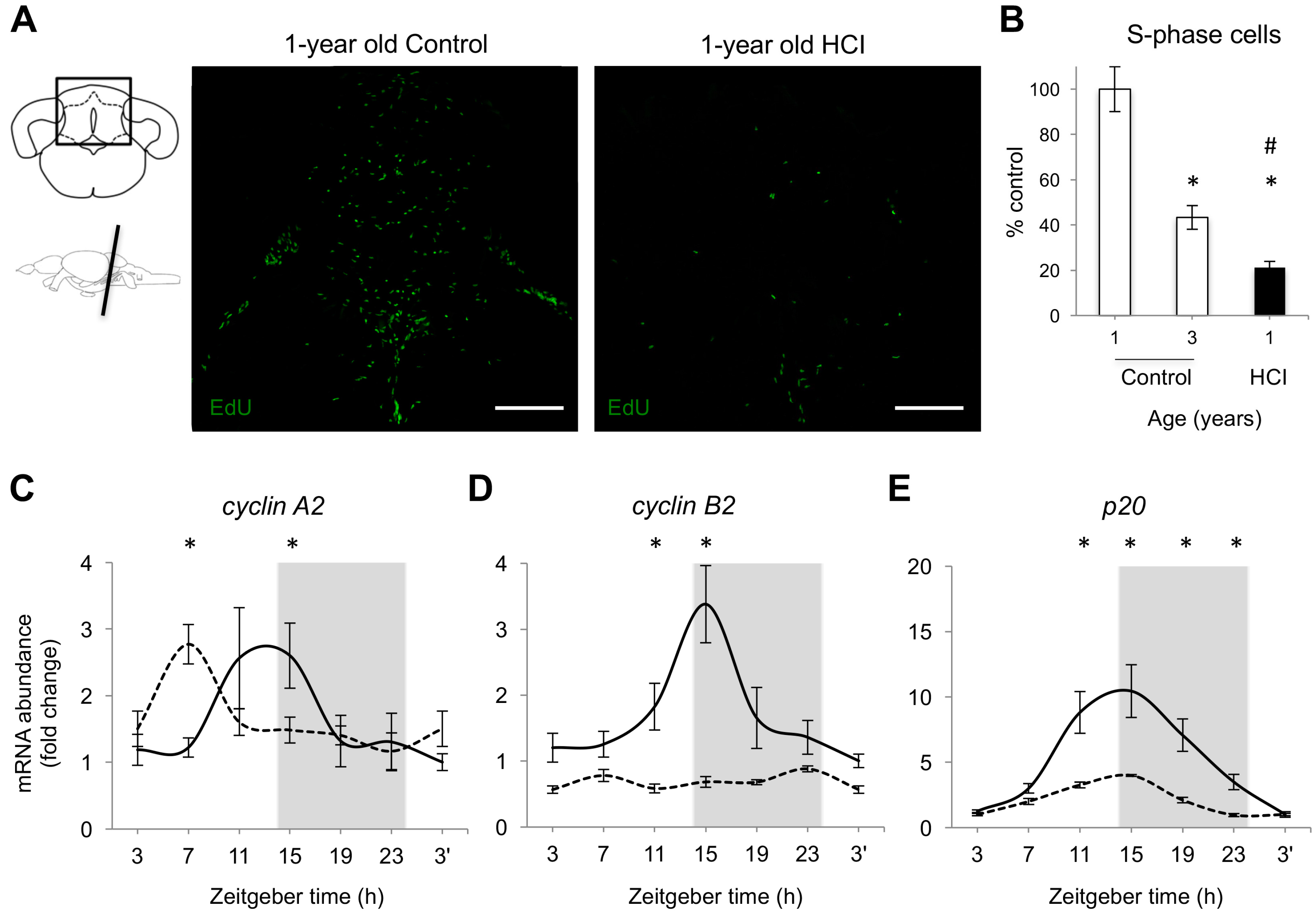 Ijms 18 02243 g003 Ijms 18 02243 g003