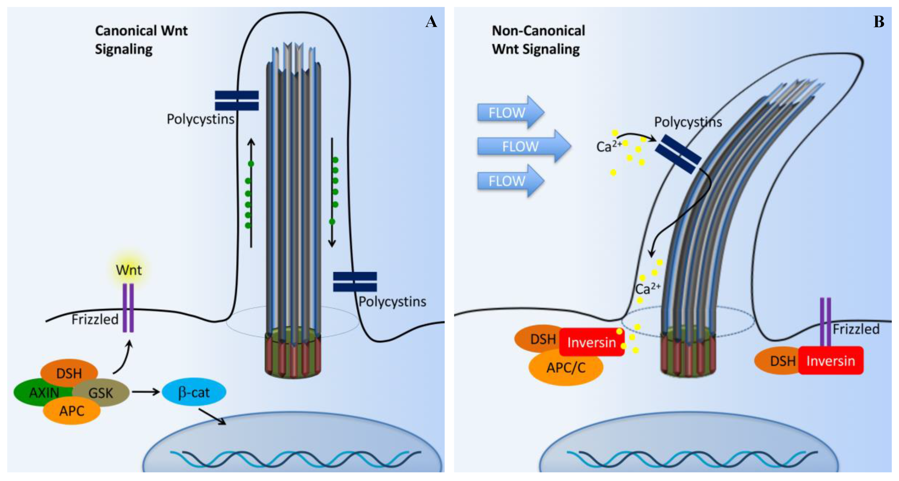 Ijms 18 02272 g004 Ijms 18 02272 g004