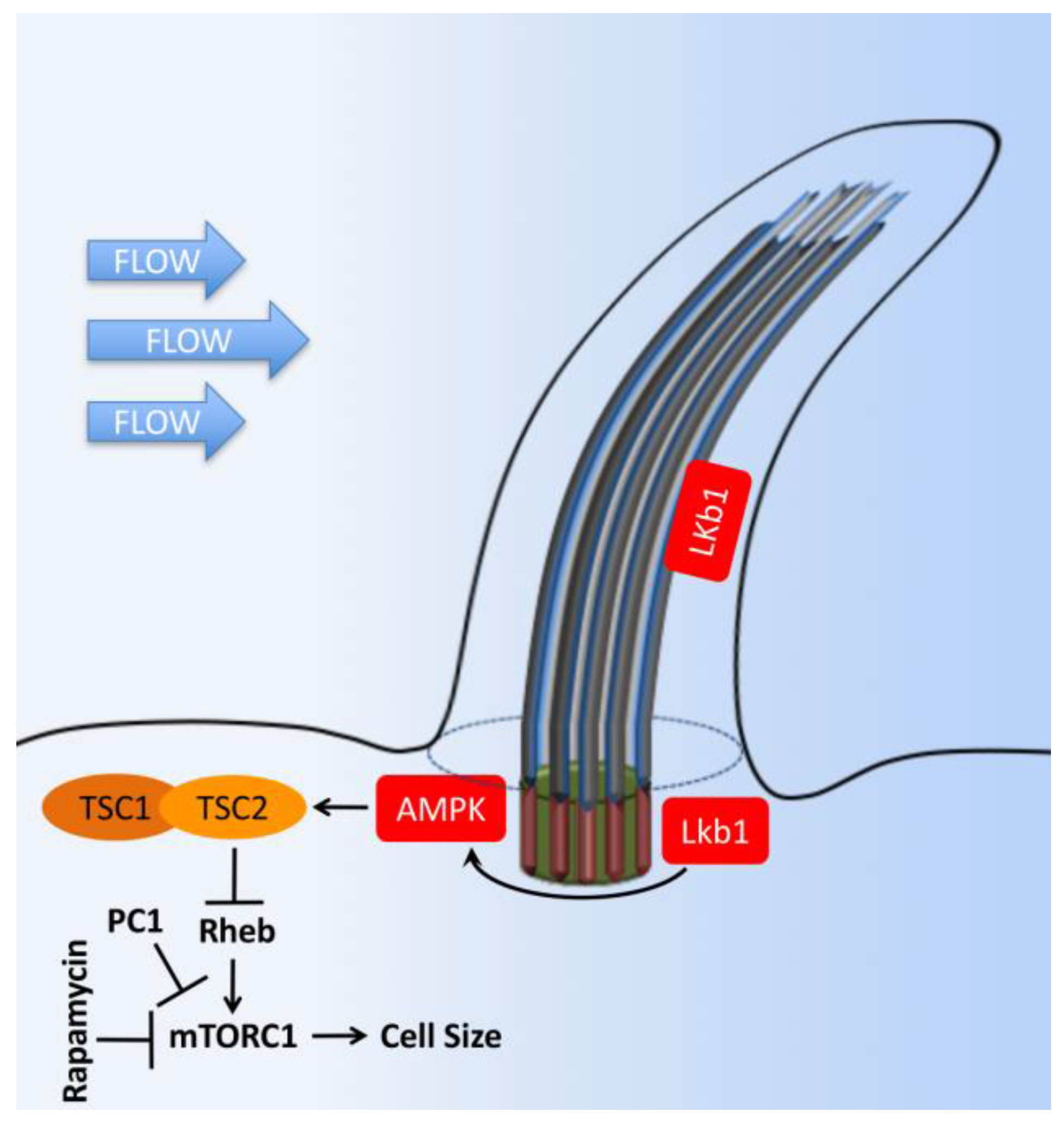 Ijms 18 02272 g008 Ijms 18 02272 g008