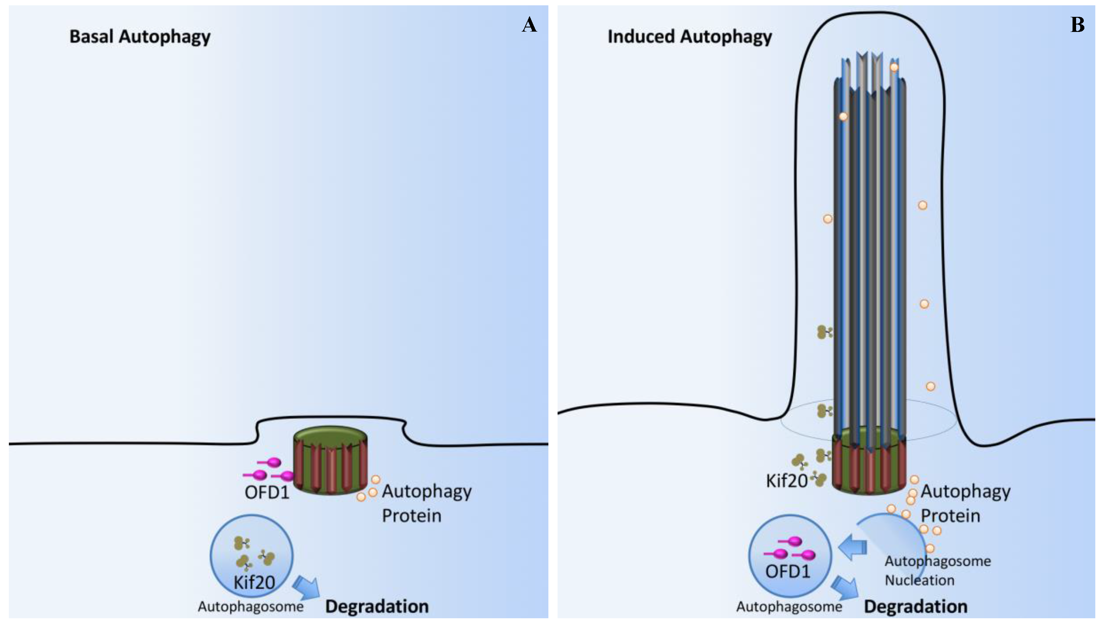 Ijms 18 02272 g009 Ijms 18 02272 g009