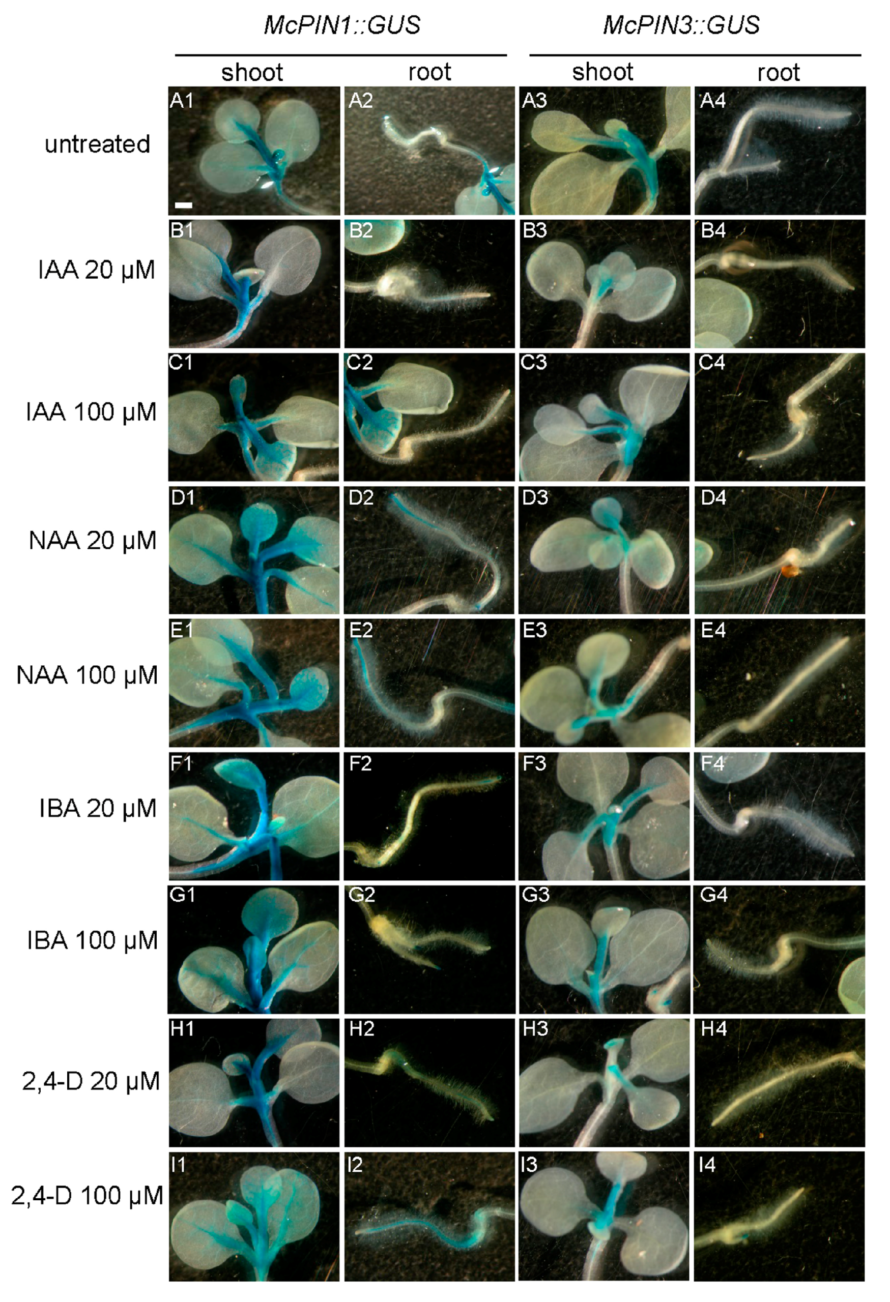 Ijms 18 02343 g007