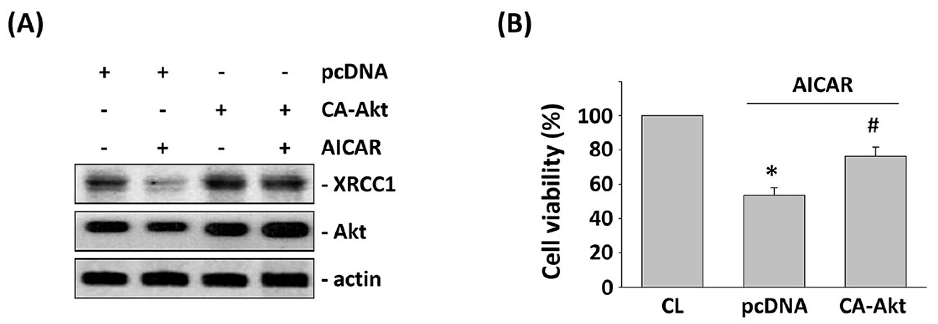 Ijms 18 02363 g006 Ijms 18 02363 g006