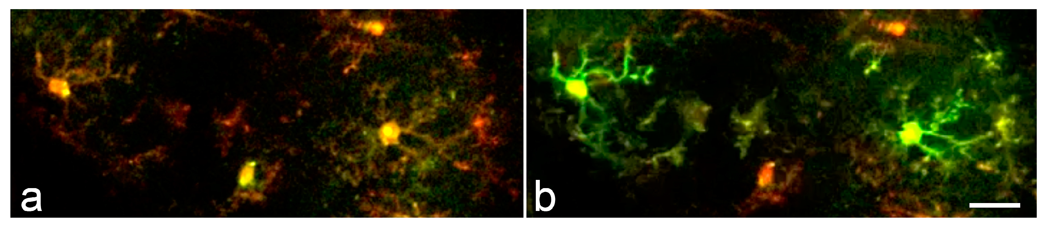 Ijms 18 02366 g004 Ijms 18 02366 g004