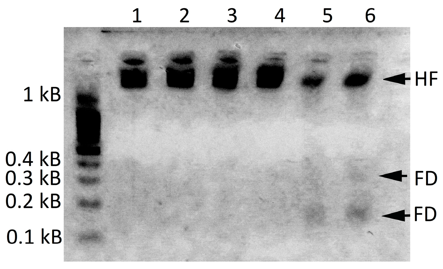 Ijms 18 02446 g006 Ijms 18 02446 g006