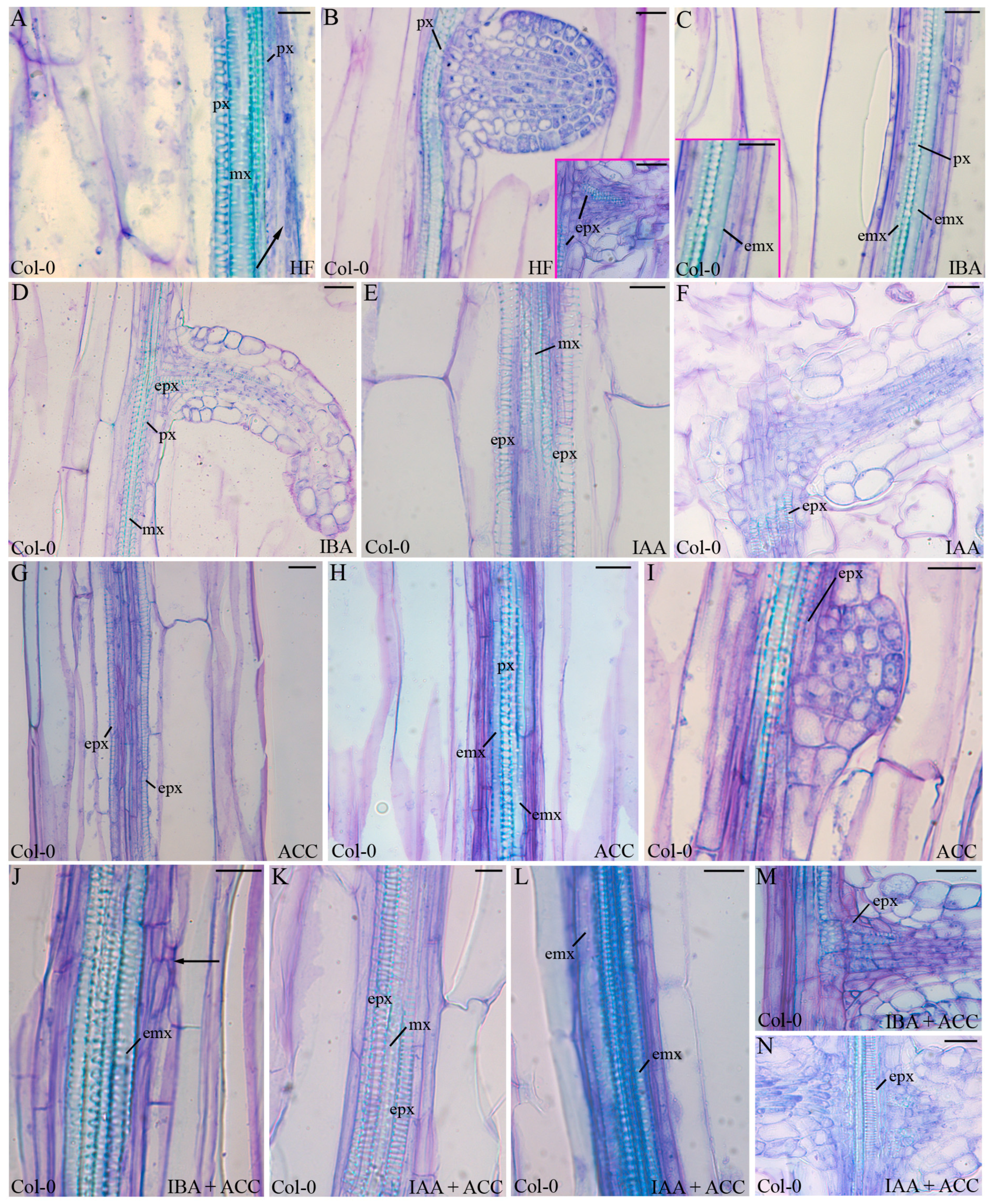 Ijms 18 02474 g002