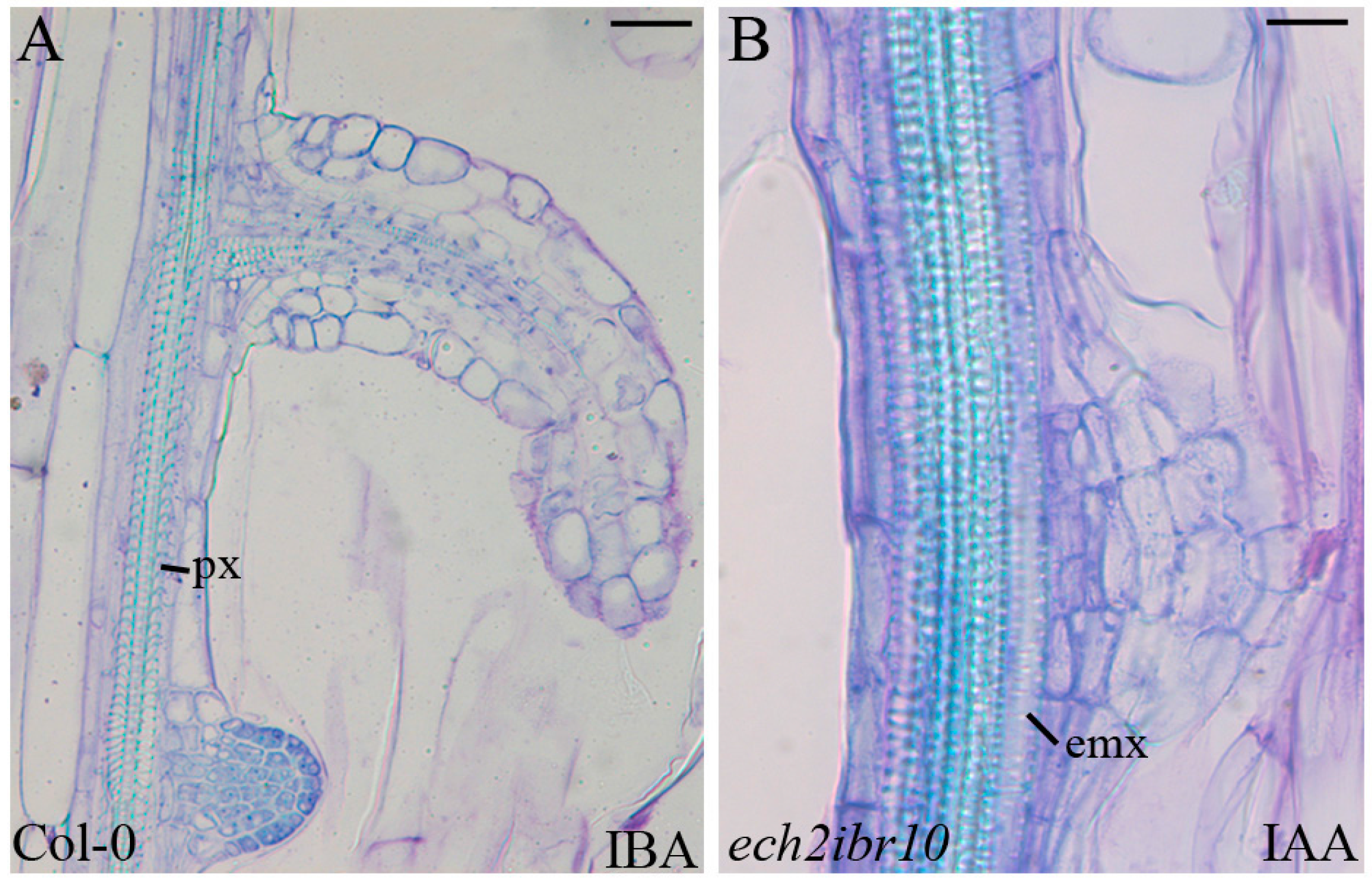 Ijms 18 02474 g004
