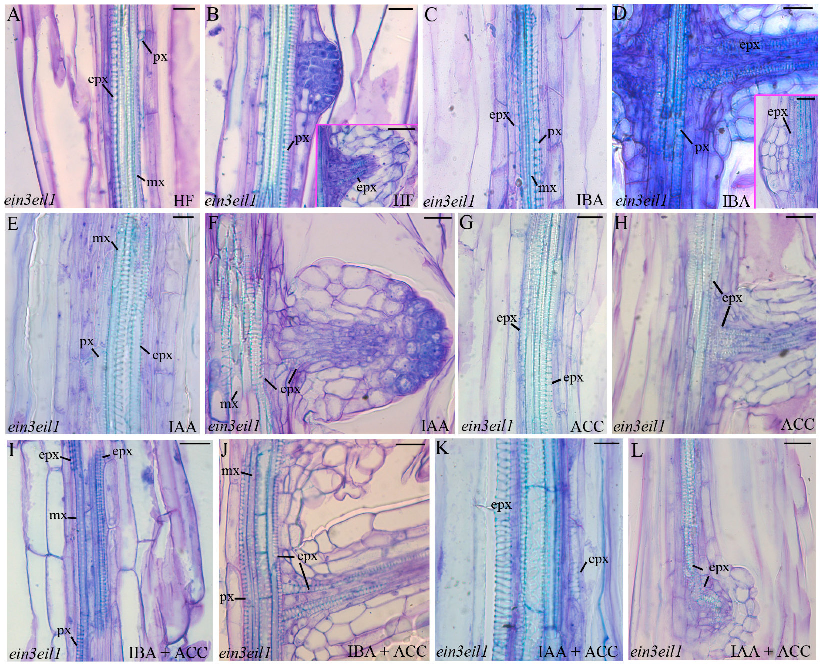 Ijms 18 02474 g005