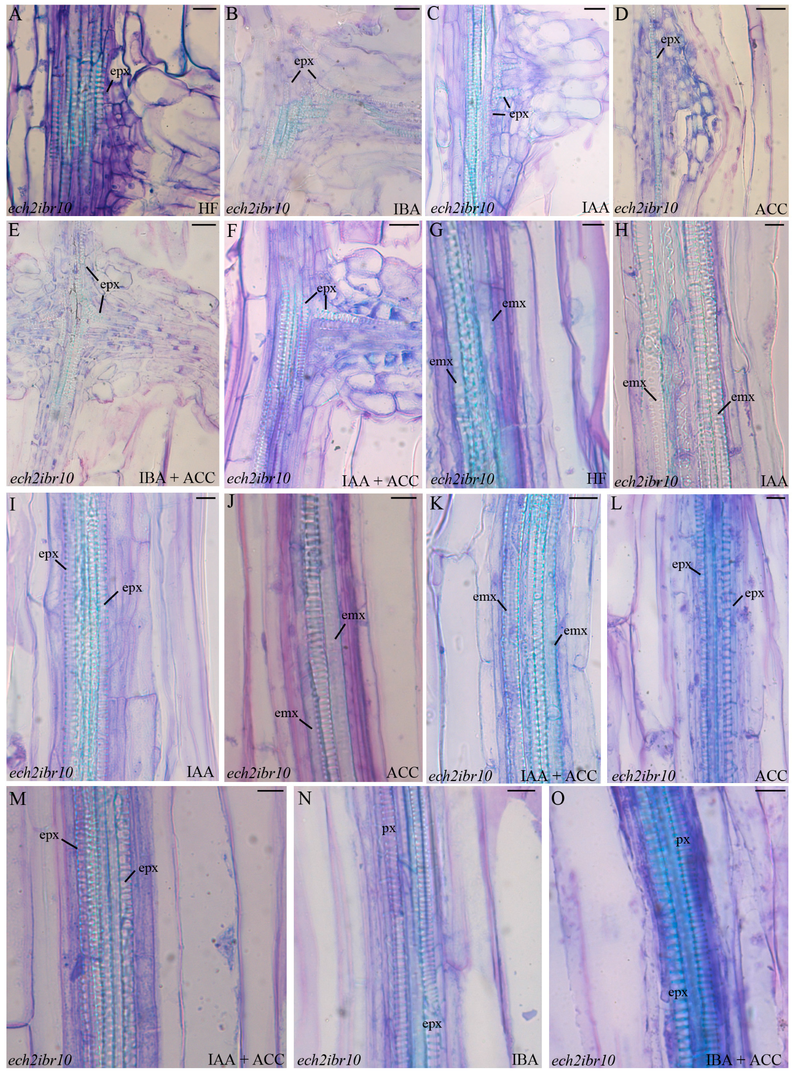 Ijms 18 02474 g006