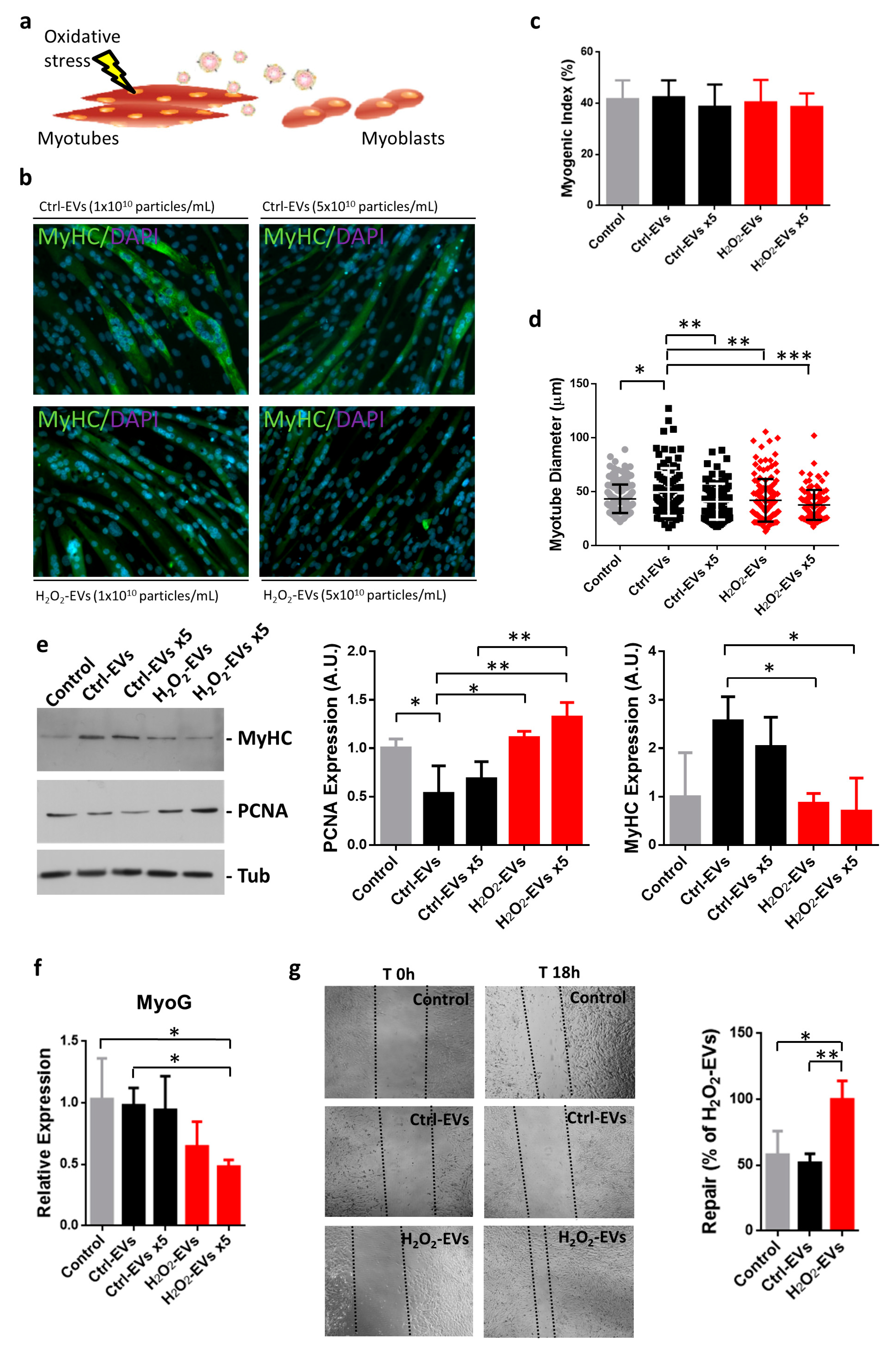 Ijms 18 02488 g003 Ijms 18 02488 g003