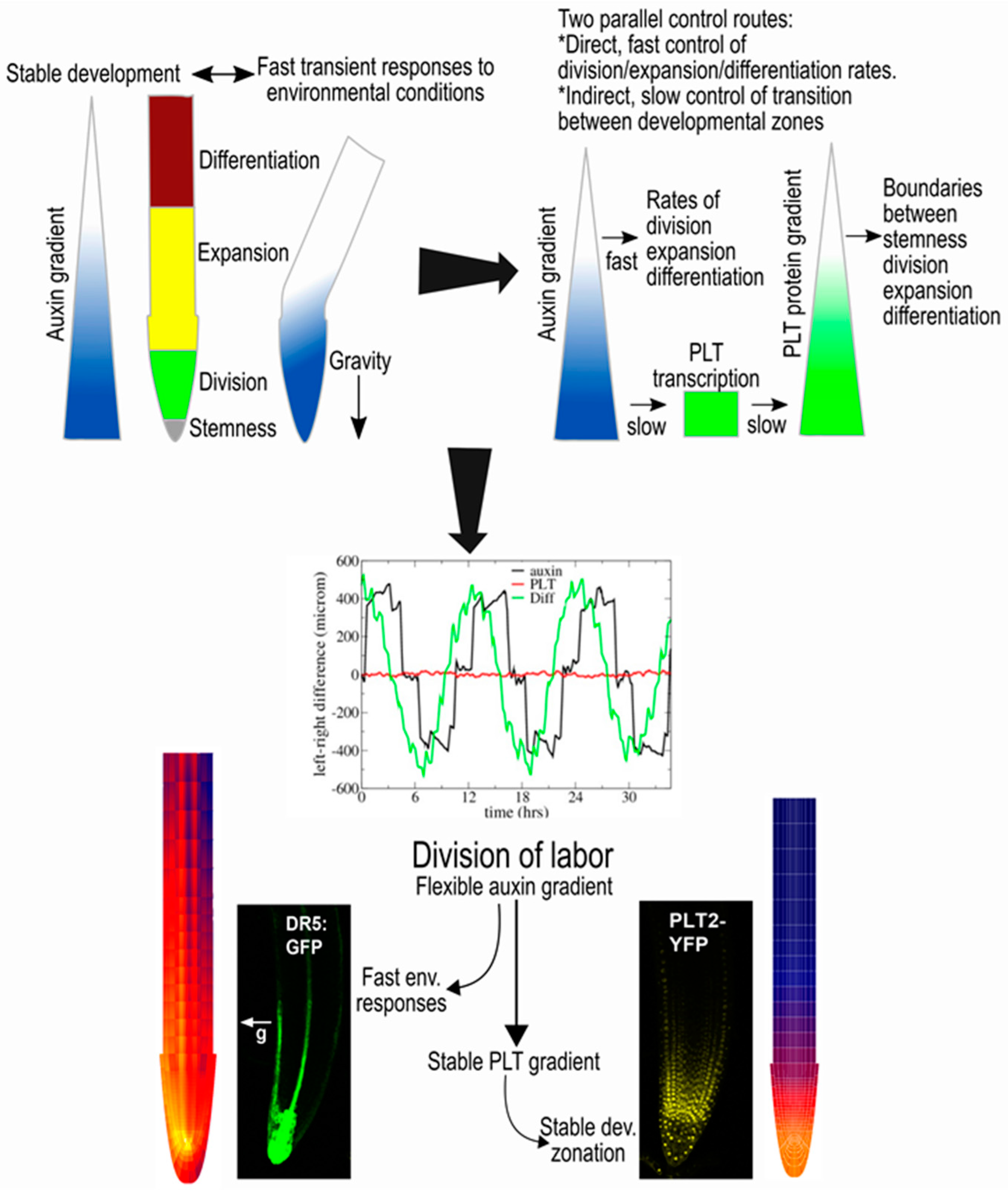 Ijms 18 02585 g002 Ijms 18 02585 g002