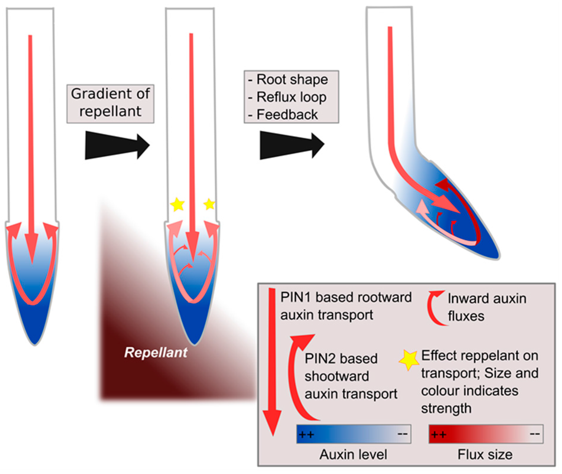 Ijms 18 02585 g003 Ijms 18 02585 g003