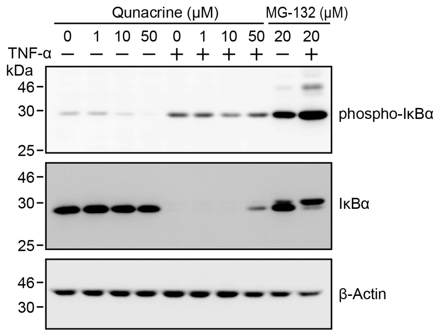 Ijms 18 02603 g005