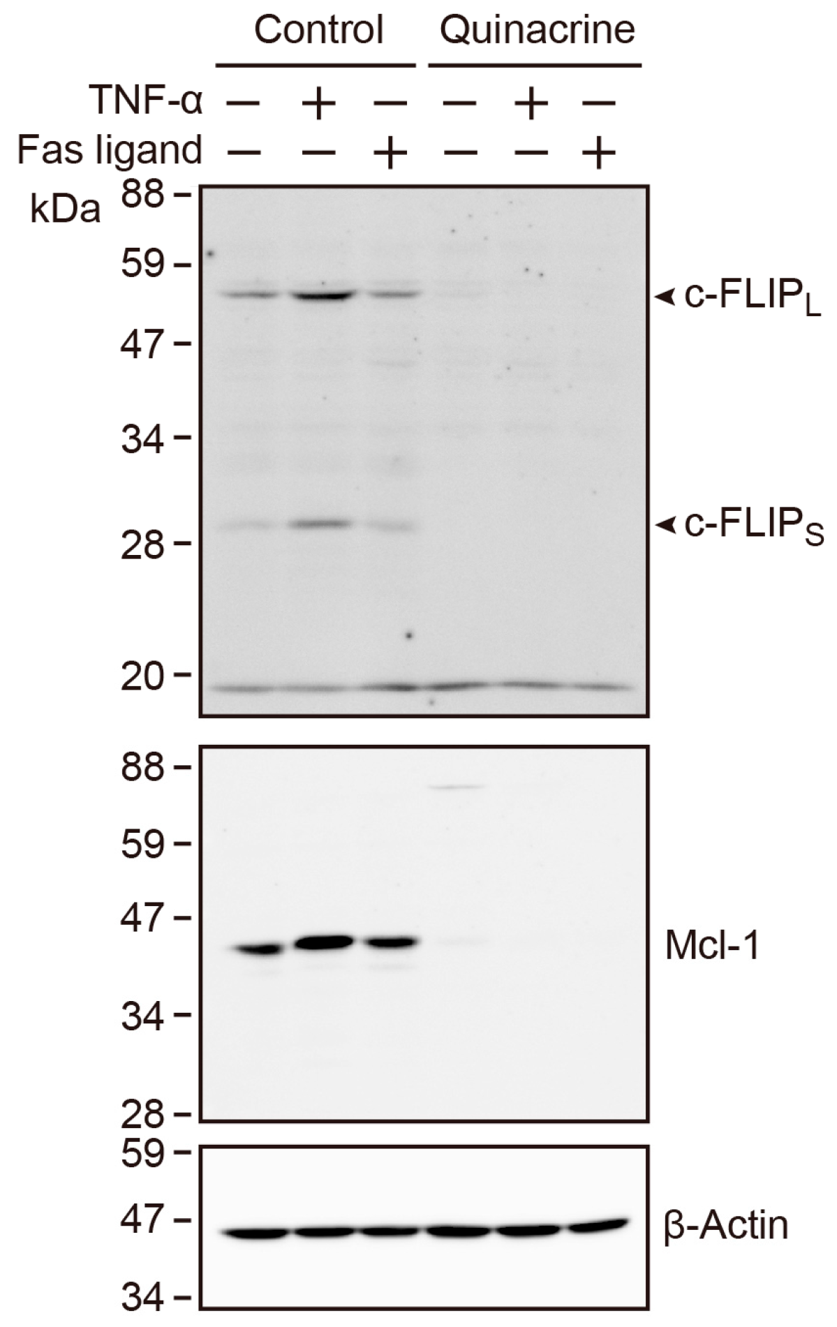 Ijms 18 02603 g009