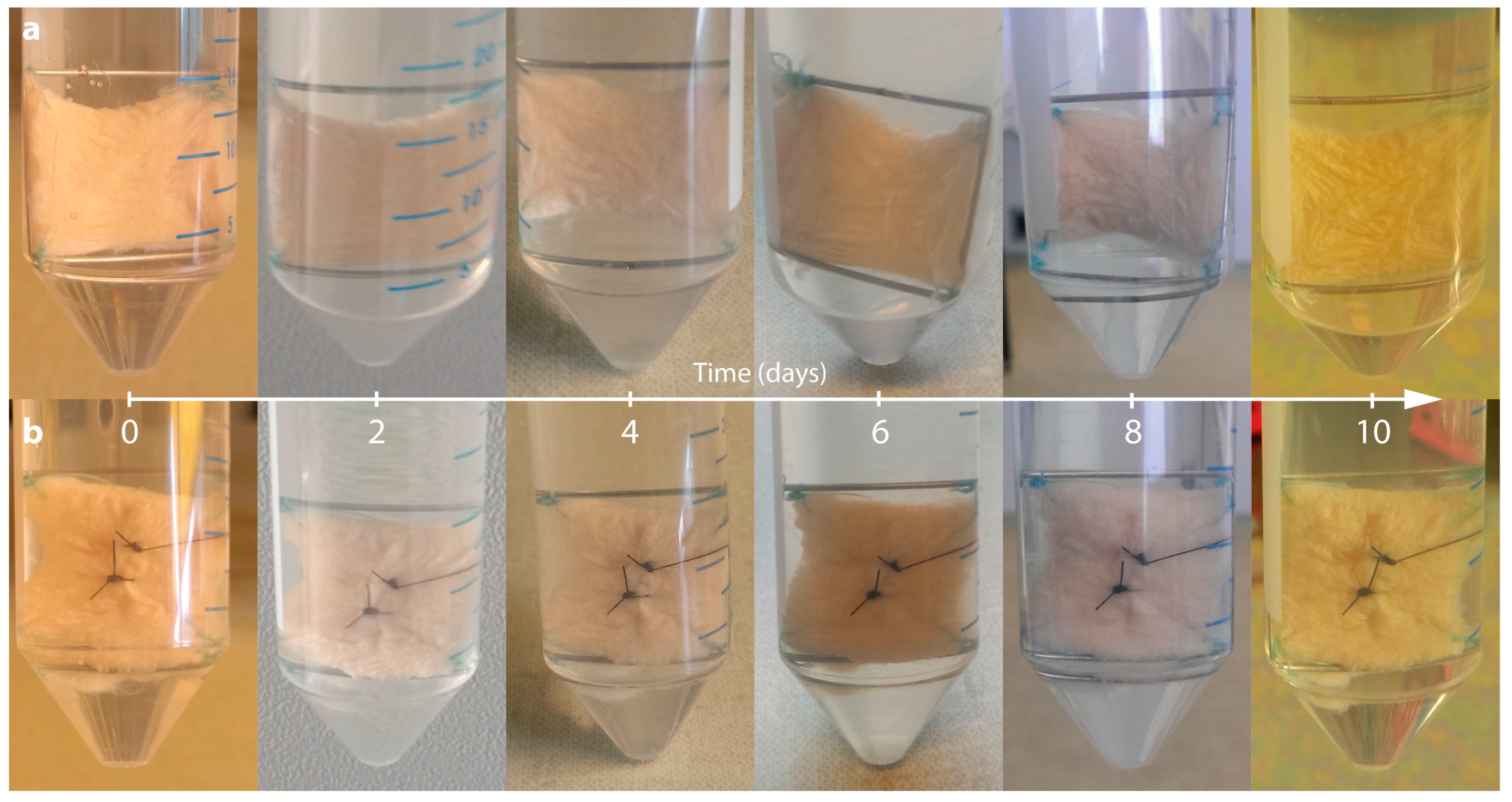 Ijms 18 02604 g001 Ijms 18 02604 g001