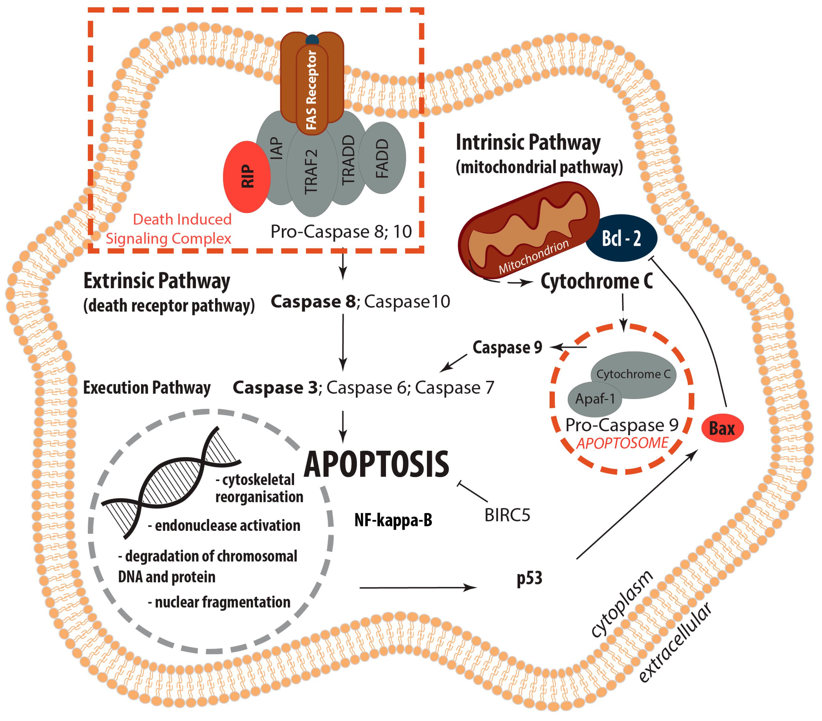 Ijms 18 02604 g009 Ijms 18 02604 g009