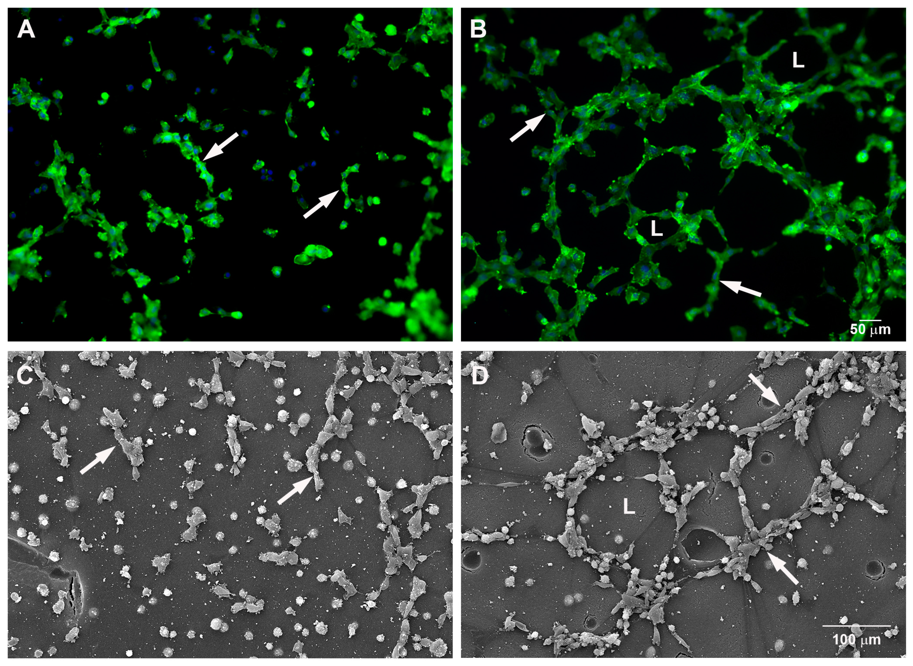 Ijms 18 02674 g001a Ijms 18 02674 g001a