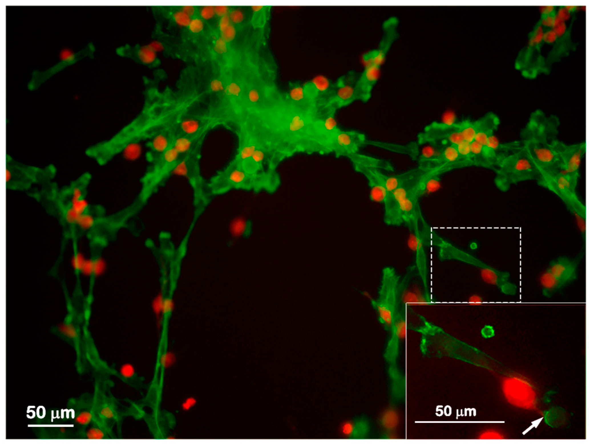 Ijms 18 02674 g003 Ijms 18 02674 g003
