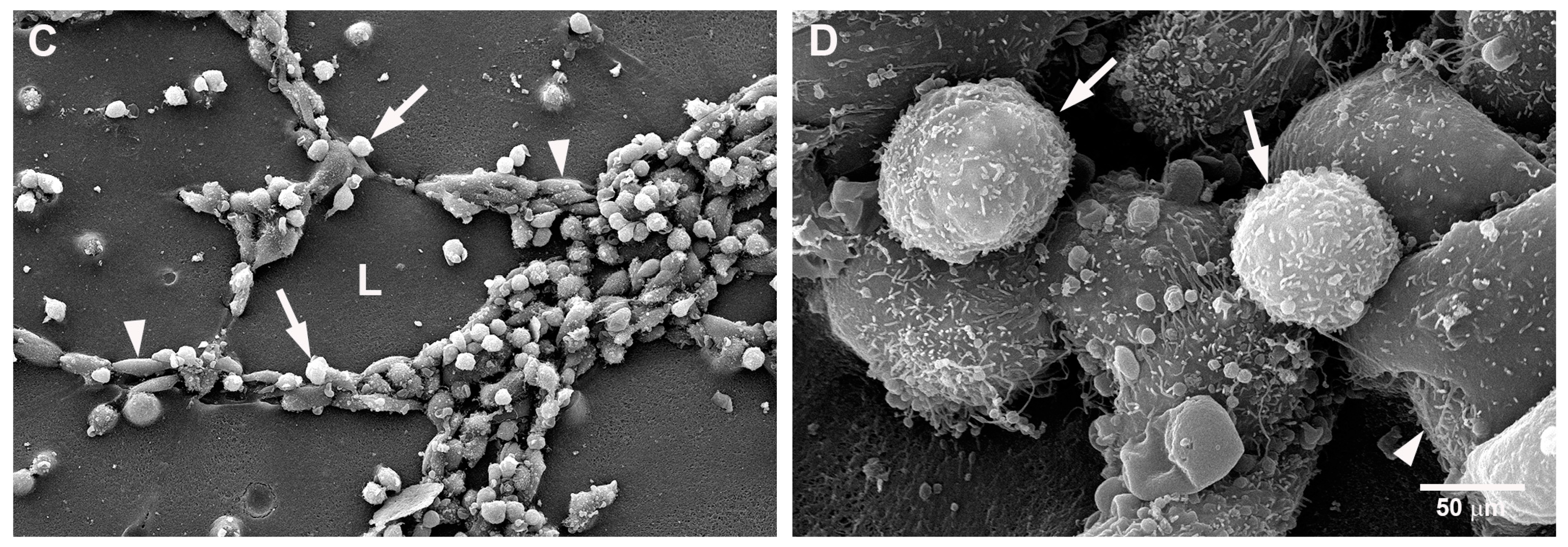 Ijms 18 02674 g004b Ijms 18 02674 g004b