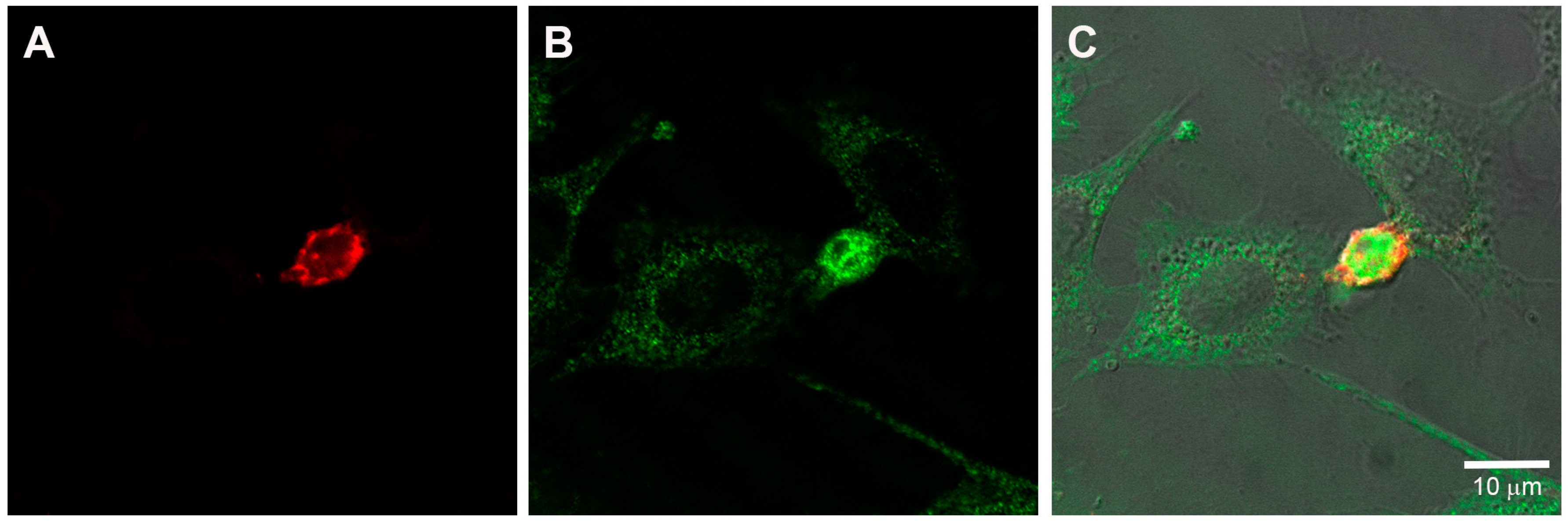 Ijms 18 02674 g005 Ijms 18 02674 g005
